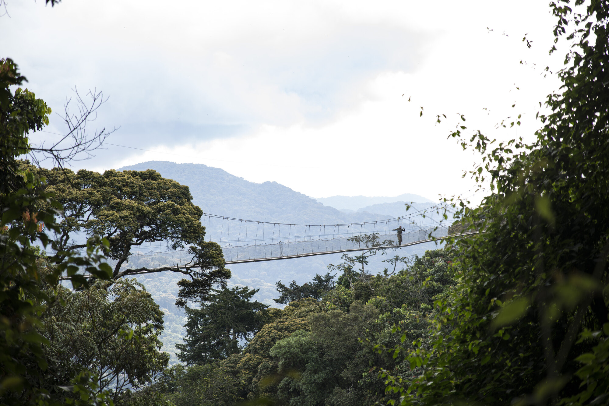 The canopy walkway suspended 70 metres above Nyungwe Forest National Park, Rwanda — Nyungwe safari packages