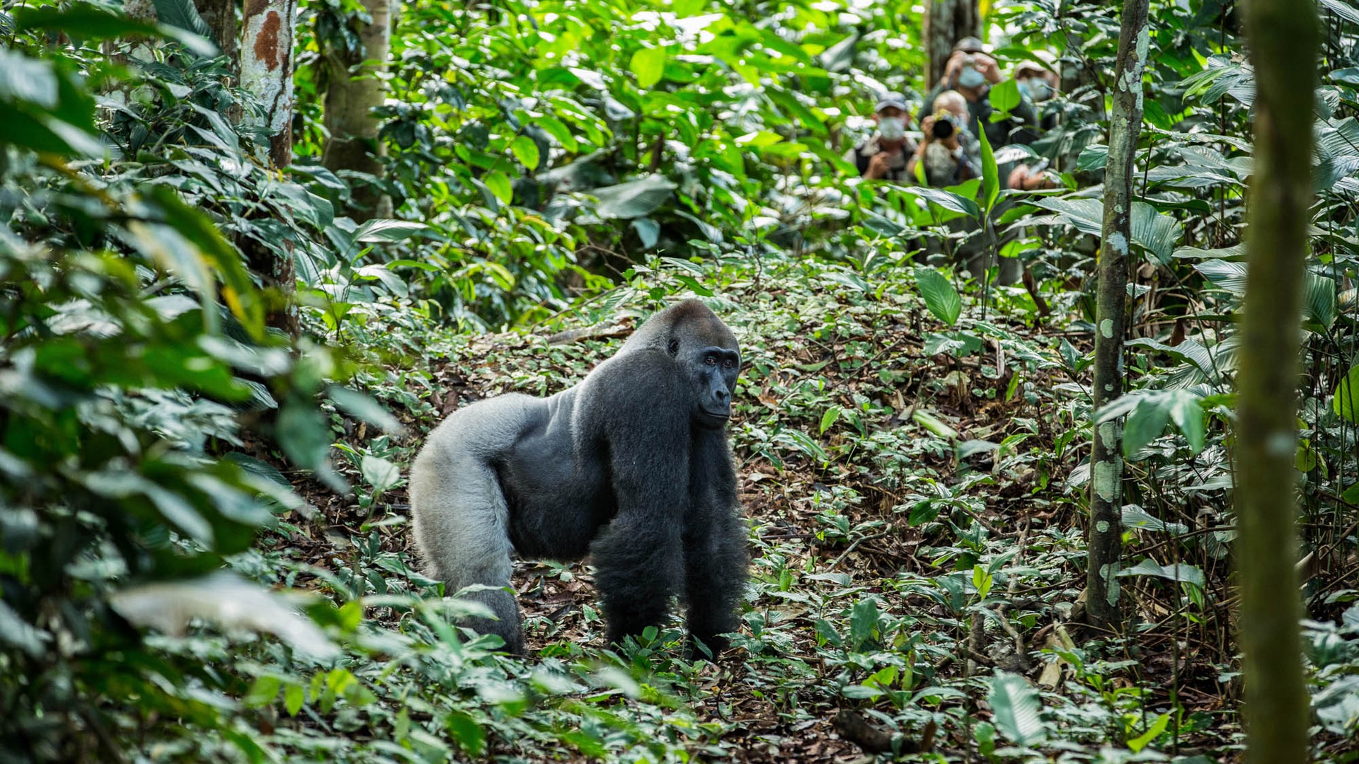 Odzala-Kokoua National Park 2026 — Western Lowland Gorilla Trekking in the Congo Basin