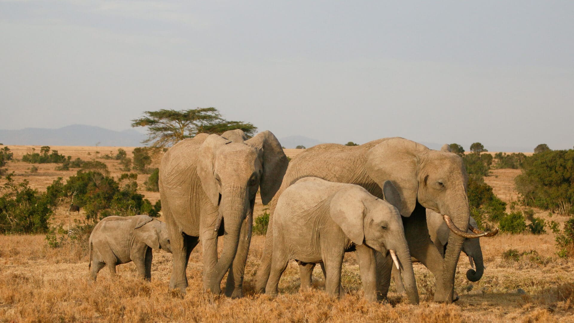 Elephant herd at Ol Pejeta Conservancy with Mount Kenya backdrop — Ol Pejeta Bush Camp Asilia Africa