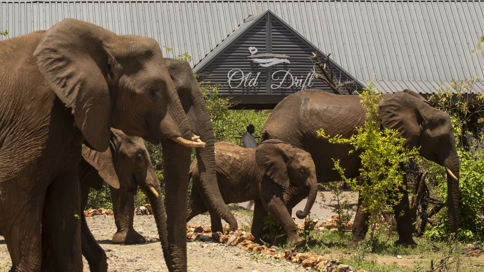 An elephant herd passing the Old Drift Lodge sign in Zambezi National Park near Victoria Falls