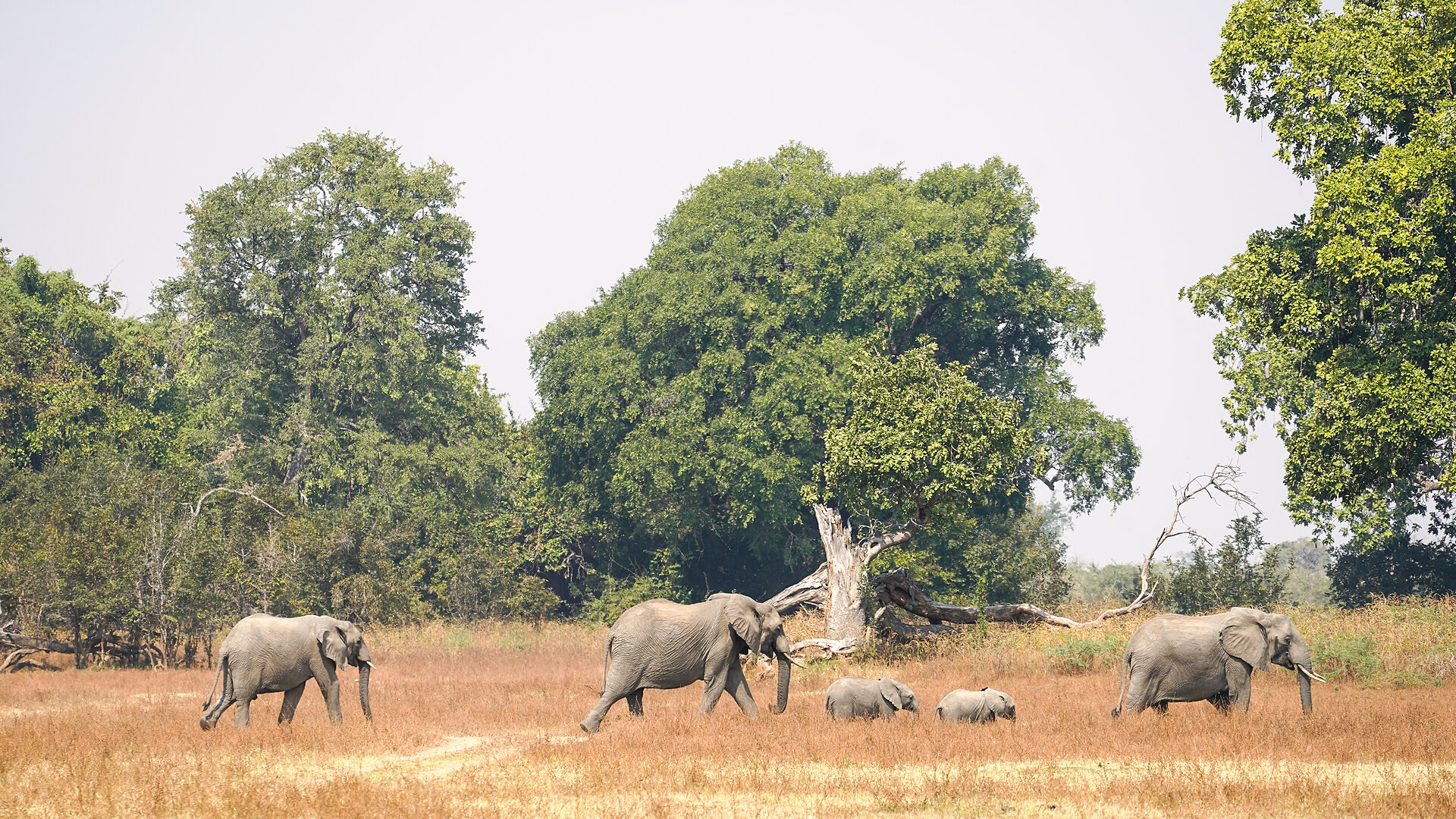 A herd of elephants in the Zambezi valley near Old Mondoro
