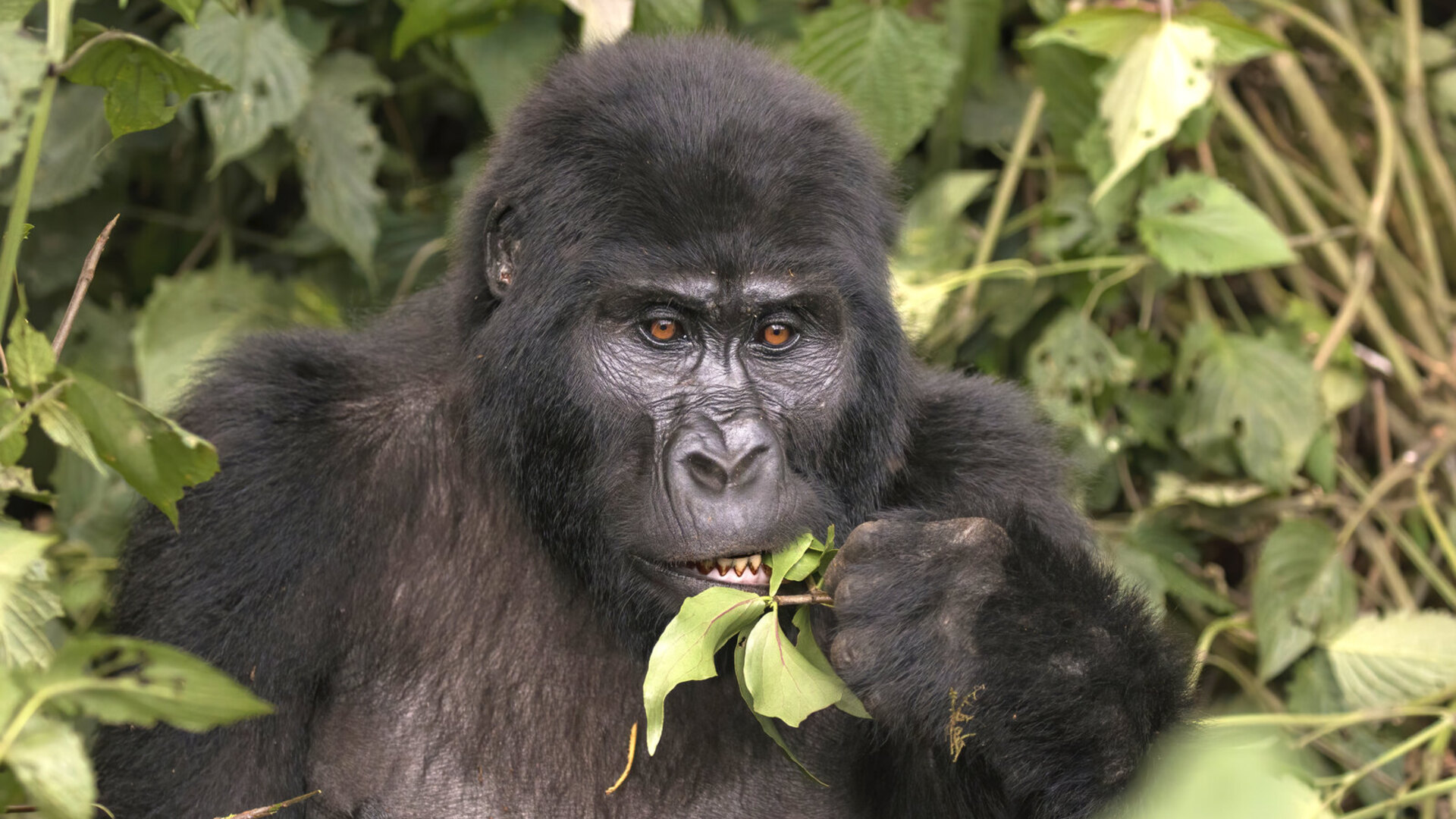 One&Only Gorilla's Nest freestanding suite with rainforest canopy views