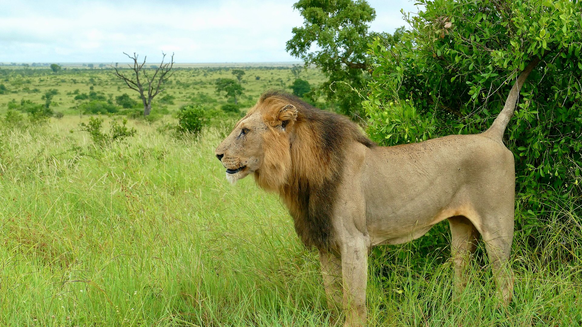 A male lion resting in golden grass in Phinda Private Game Reserve, KwaZulu-Natal, South Africa