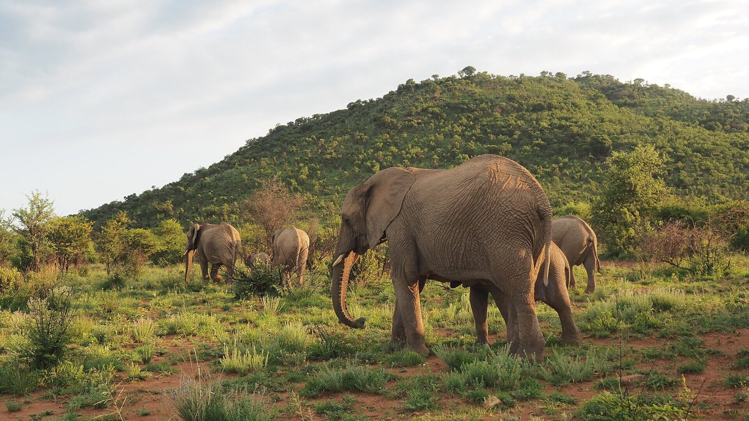Elephant family walking across the green volcanic crater landscape of Pilanesberg National Park with forested hills in the background
