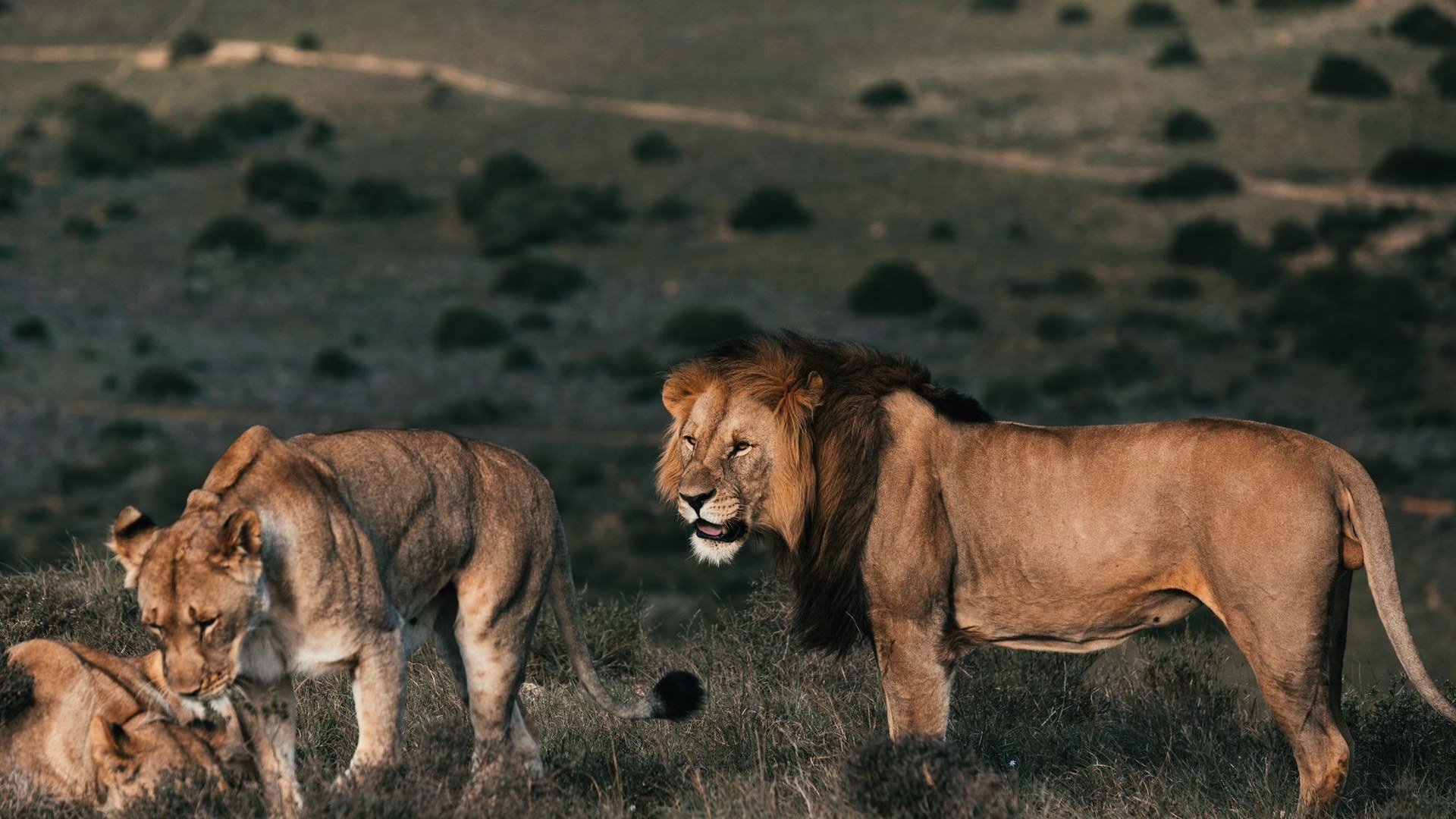 Lion pride at golden hour in the Greater Kruger — private safari Kruger National Park