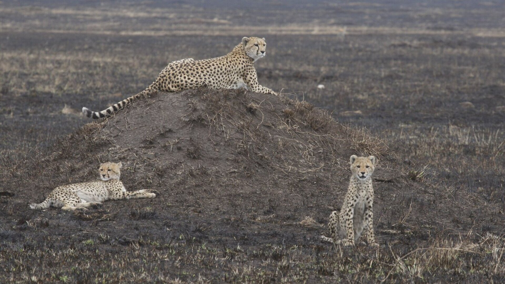 Private Safari Tours Kenya — Masai Mara, Amboseli & Coastal Combos — luxury private safaris