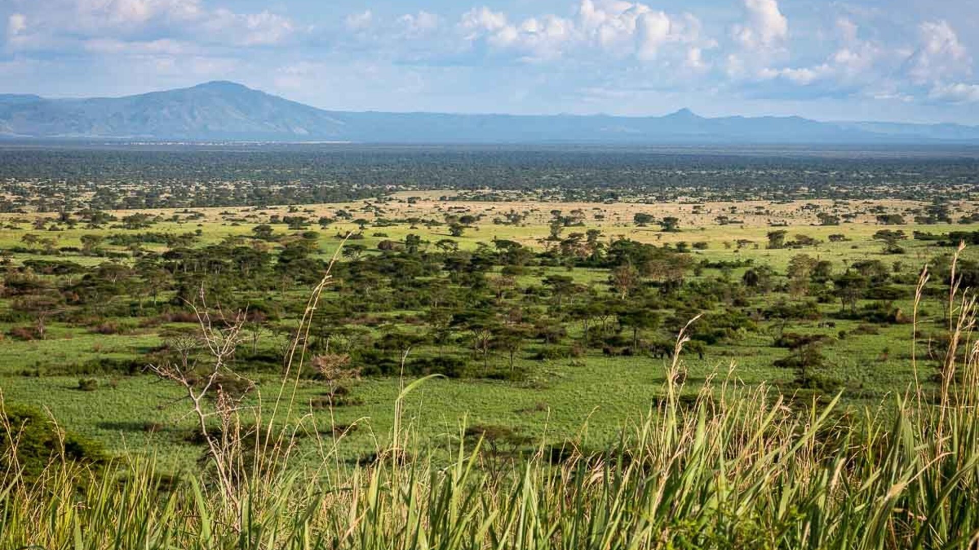 Private Safari Tours Zimbabwe — Hwange, Victoria Falls & Mana Pools — luxury private safaris
