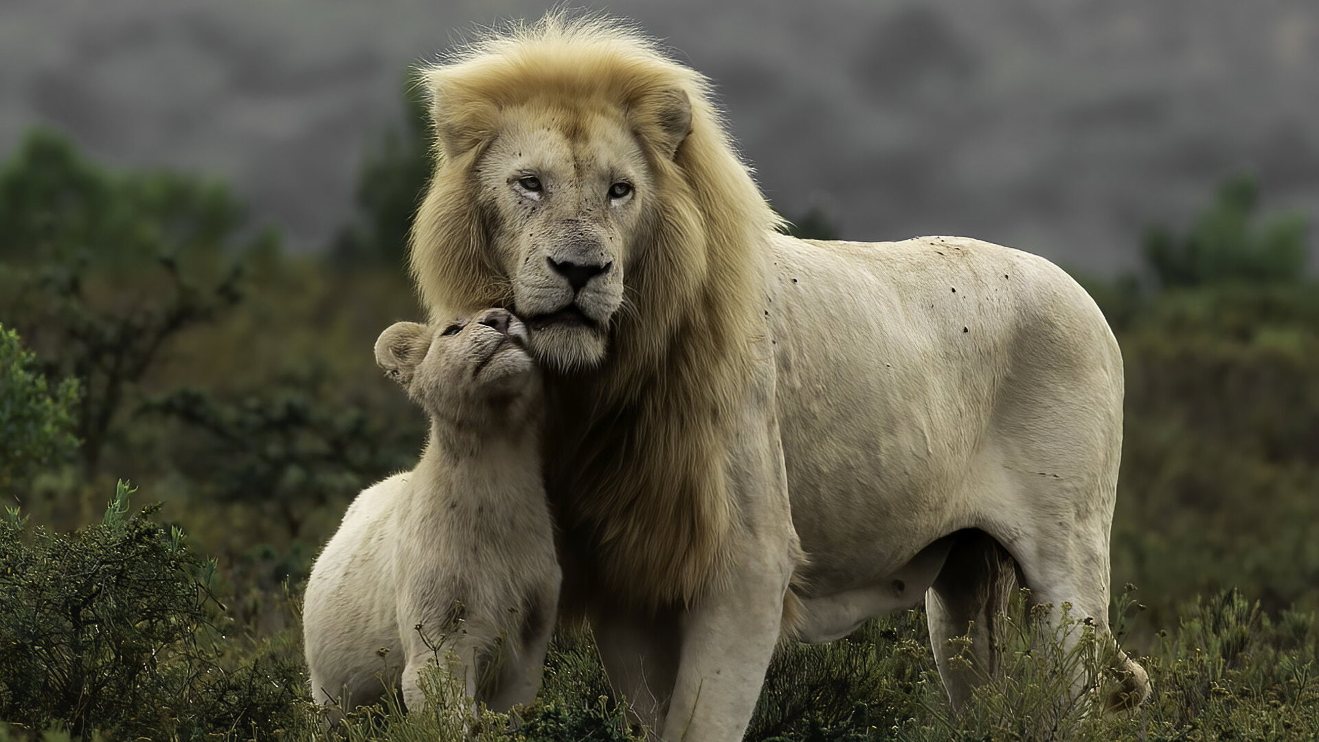 A free-roaming white lion at Pumba Private Game Reserve in the malaria-free Eastern Cape