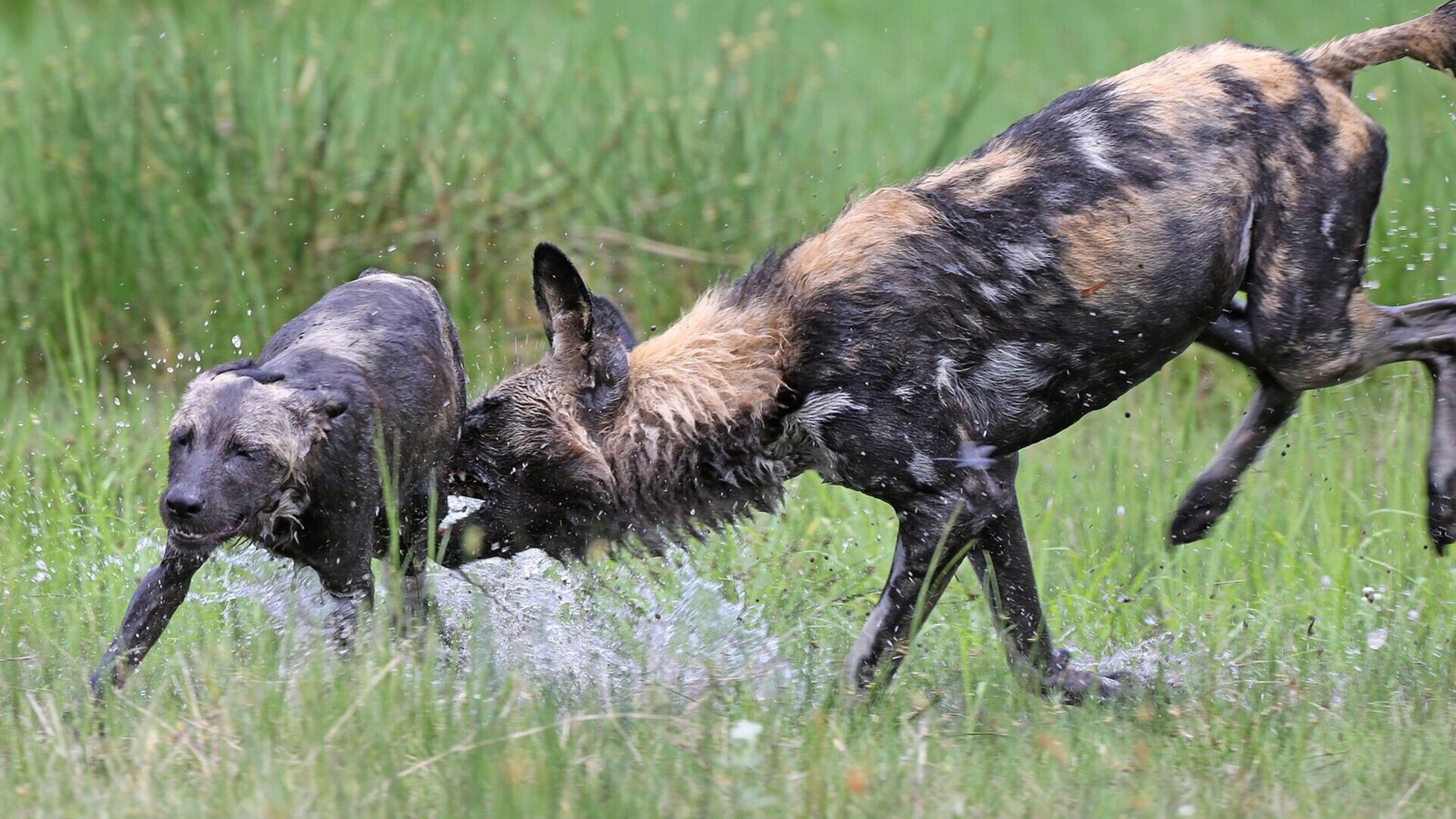African wild dog pack moving through golden grass — one of the continent's rarest predators