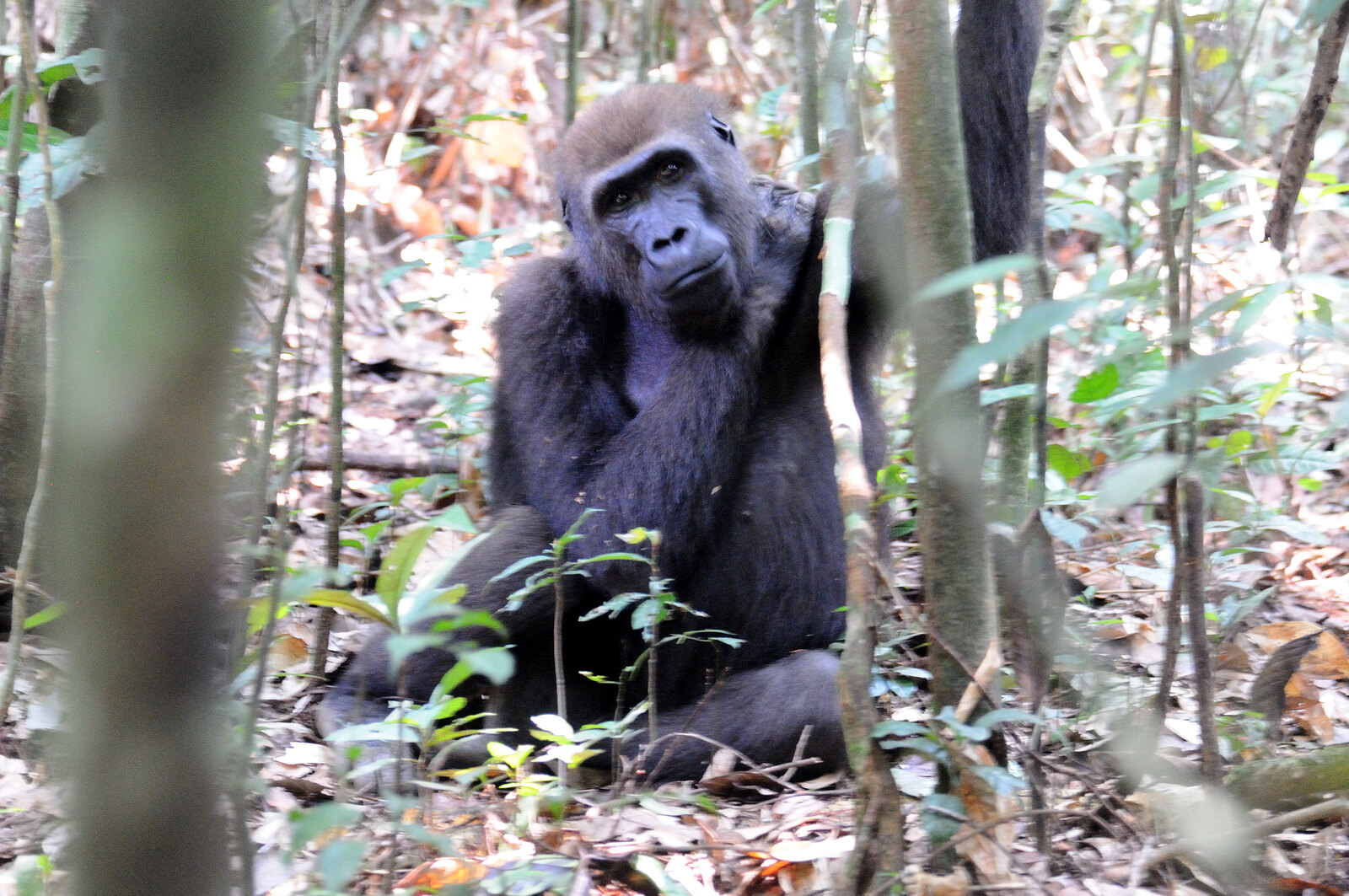 Republic of Congo Safari Cost & Budget Guide 2026 | What to Expect & How to Save