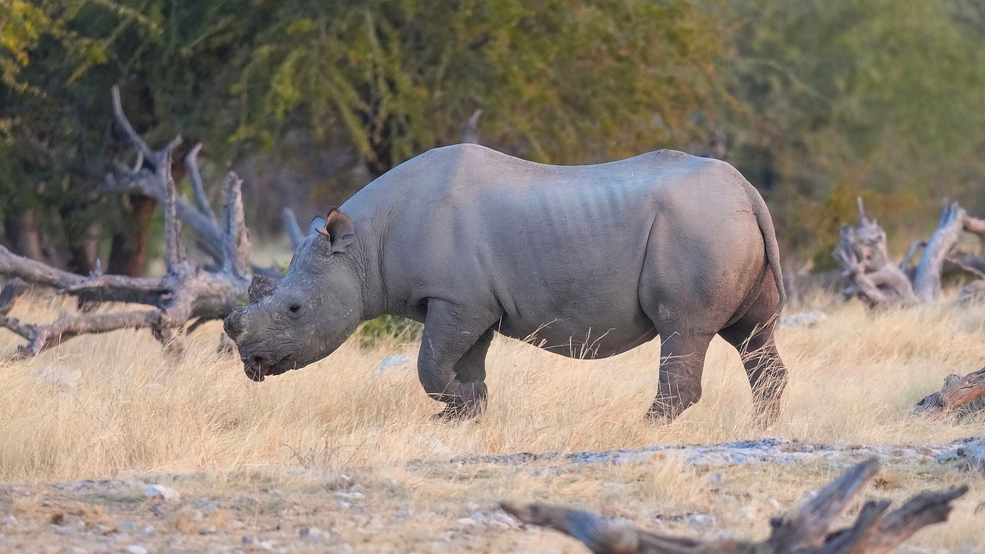 A free-roaming black rhino standing in golden desert grass in the Damaraland wilderness of Namibia