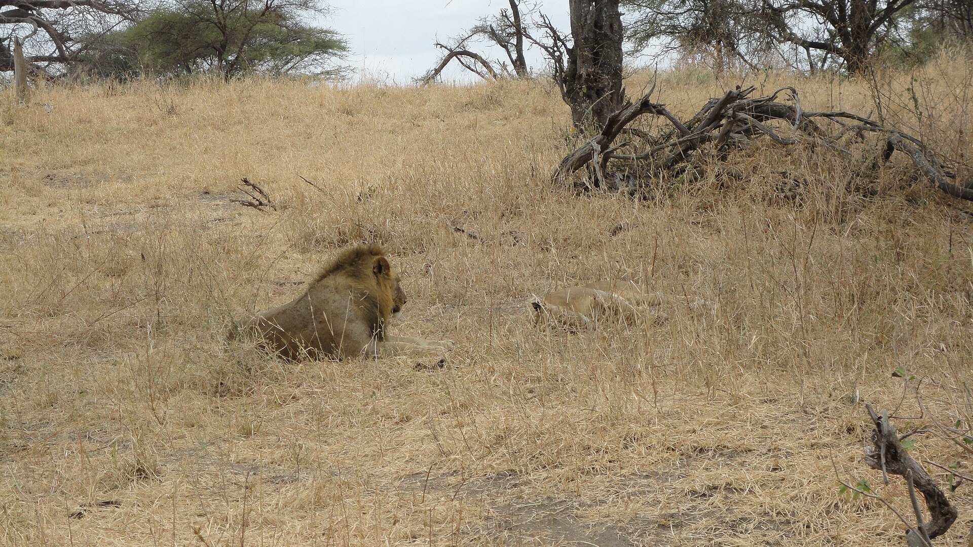 A lion and a lioness in Akagera National Park, Rwanda — the restored Big Five savanna at the heart of East Africa's most diverse safari country