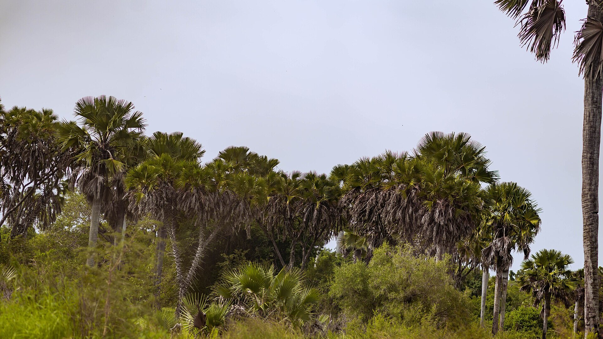 Borassus palms and golden coastal savanna running down to the Indian Ocean in Saadani National Park, Tanzania