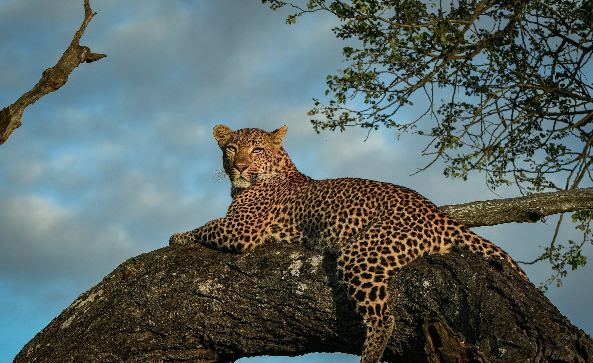 Luxury safari lodge suite overlooking the bush