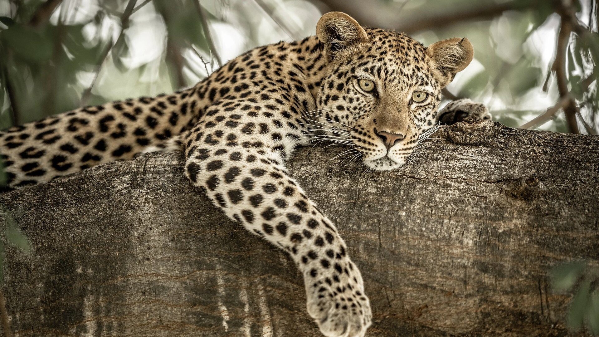 Leopard on a fallen log at dusk in the Sabi Sands private reserve — Sabi Sands safari packages 2026