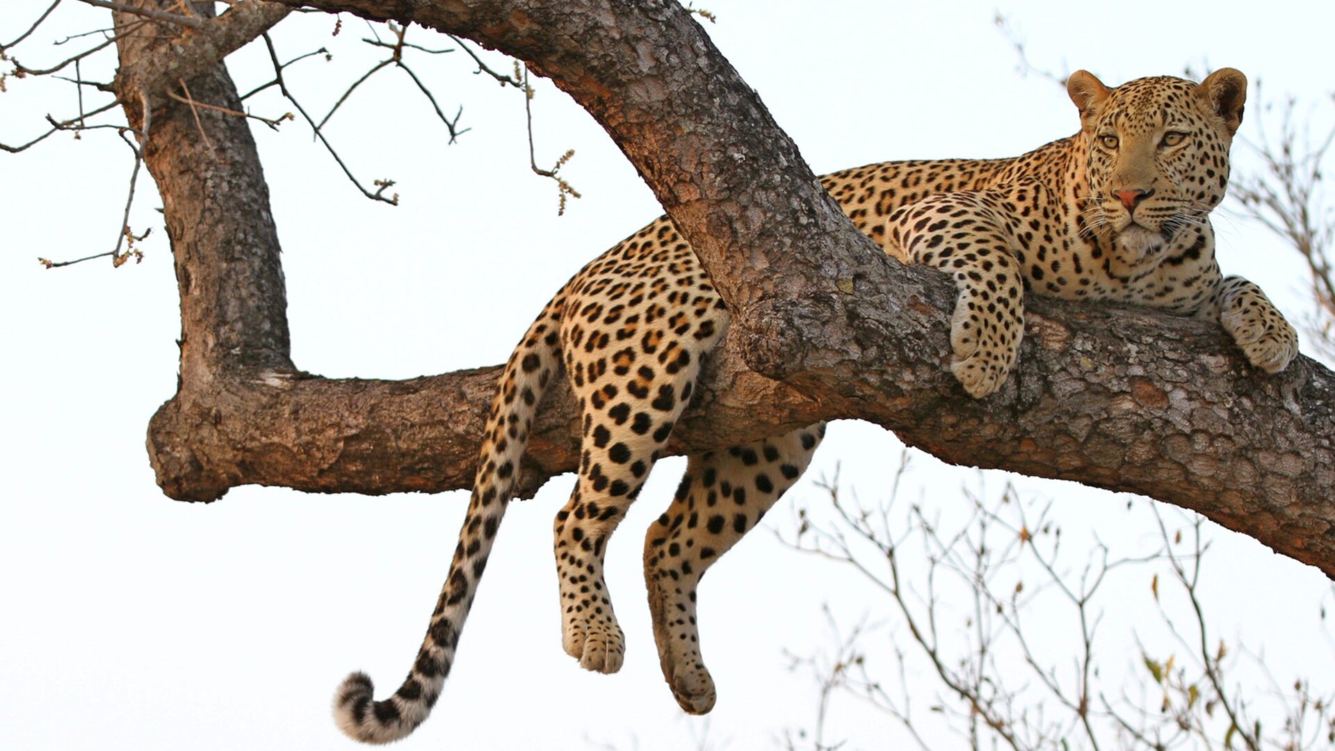 Leopard territory at golden hour in the Greater Kruger, comparing Sabi Sand and Timbavati private game reserves