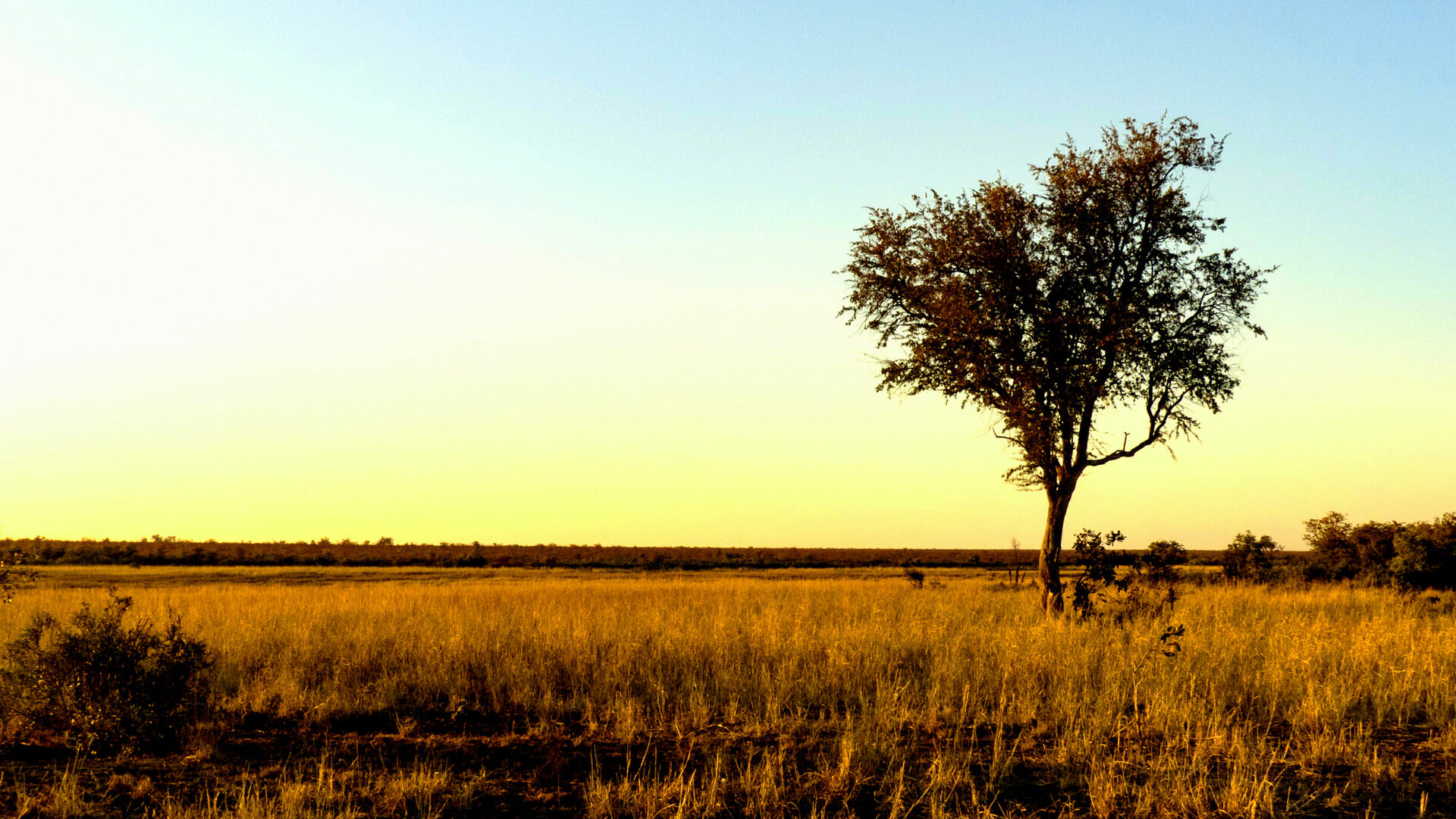A lone acacia tree silhouetted against a golden savanna sunset
