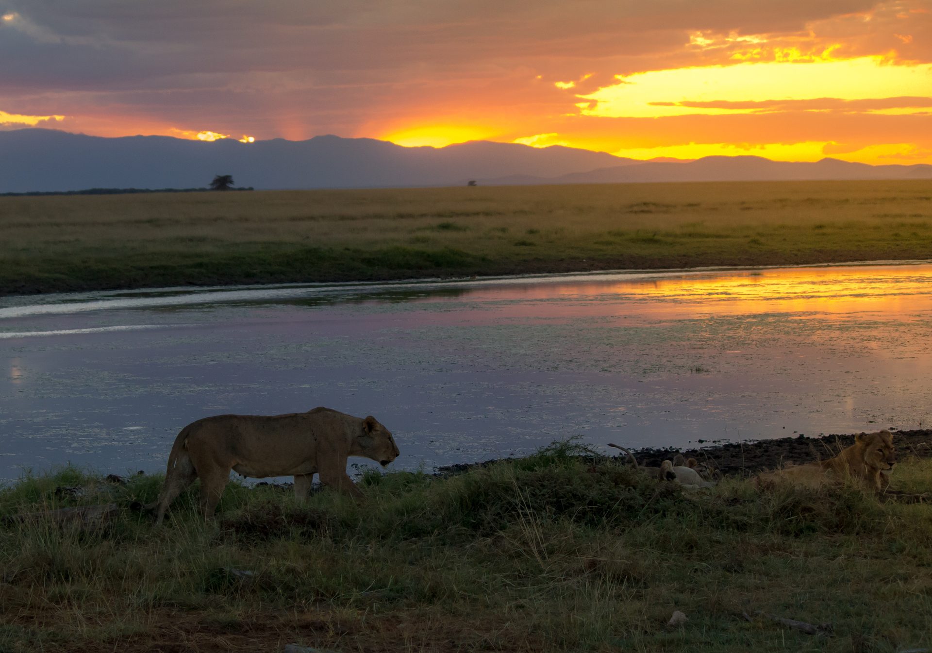A lioness at a waterhole in golden light at sunset on an African safari