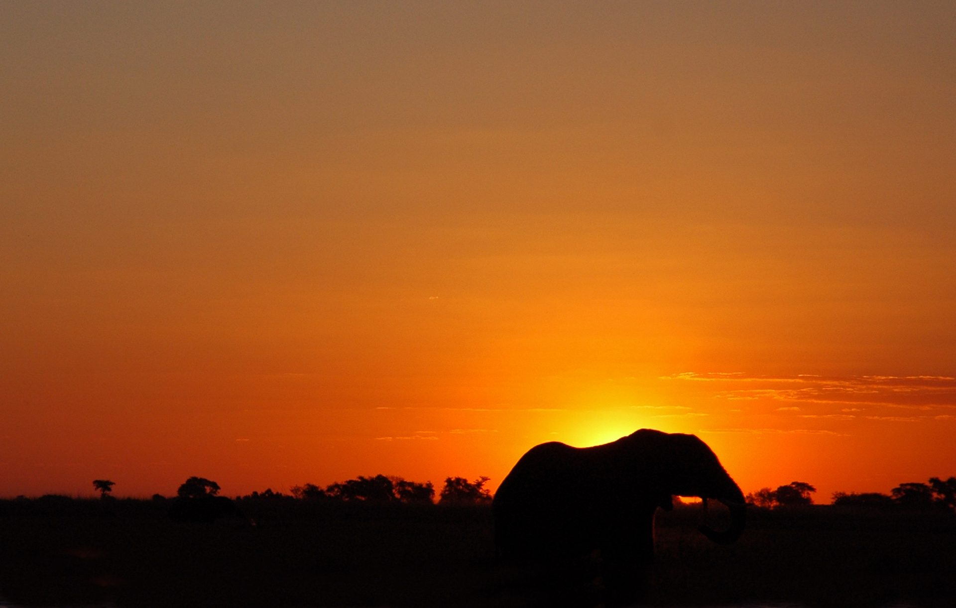 Elephant crossing the savannah at golden hour — the heart of a conservation-first safari in Africa
