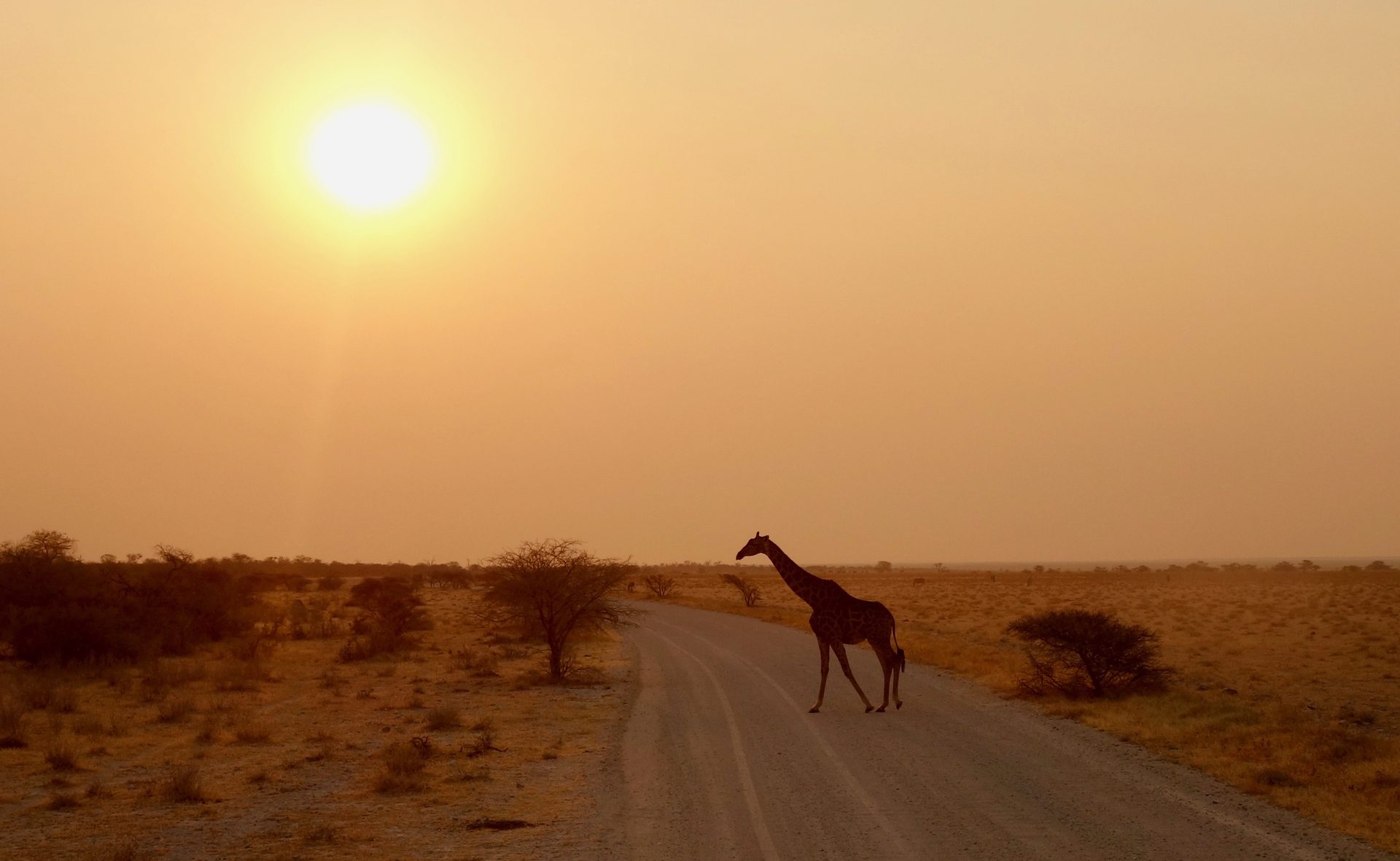 A giraffe crossing the savanna beneath a low golden sun