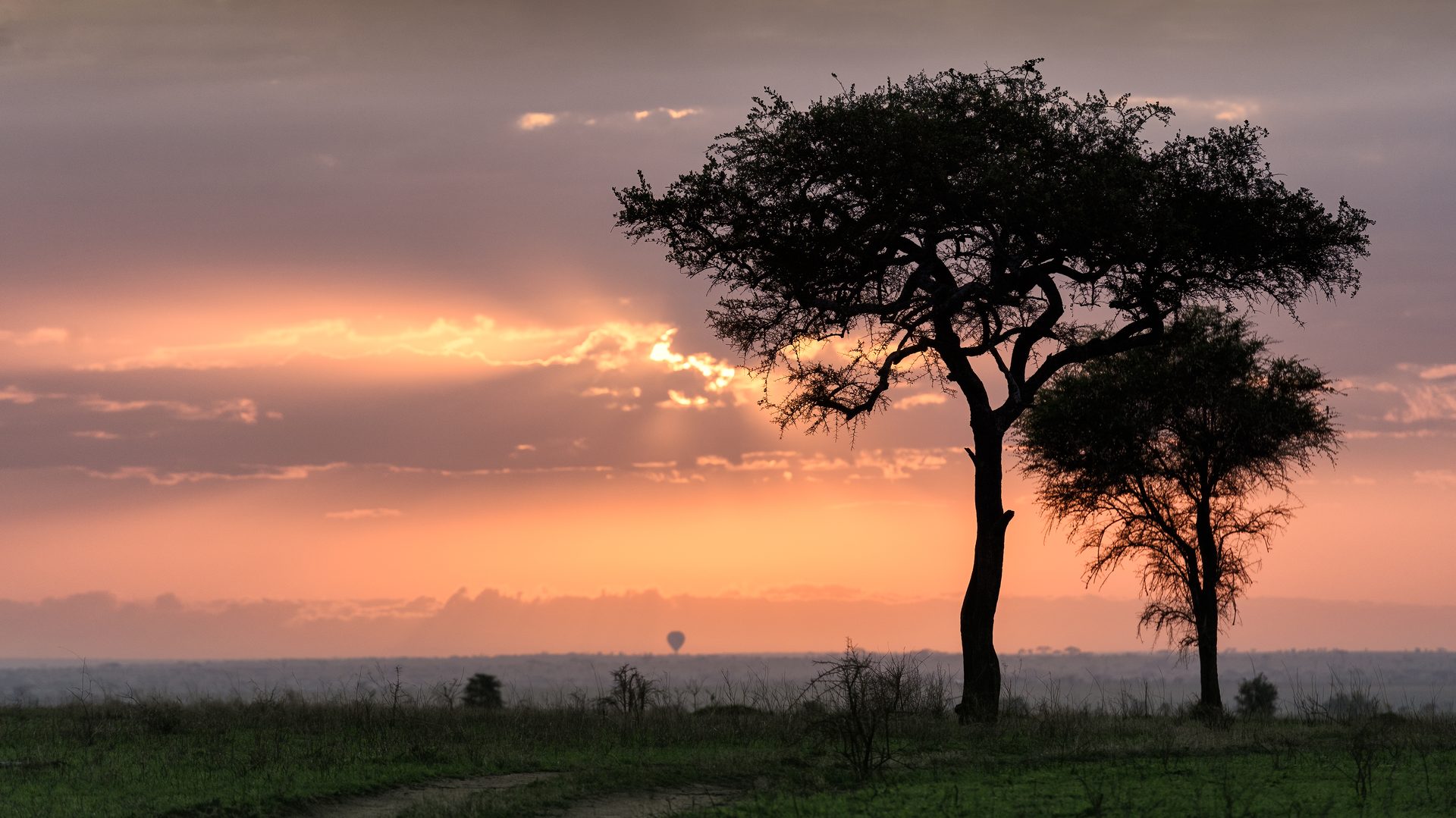 Sunrise over the African savannah with wildlife on the horizon — is a safari worth it in 2026?