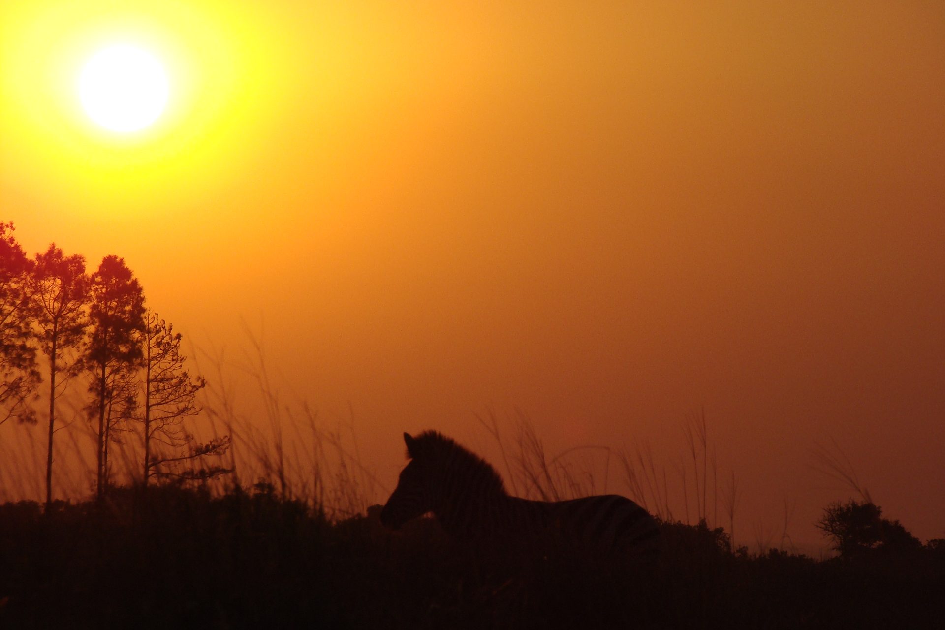 A zebra silhouetted against a glowing golden African sunset