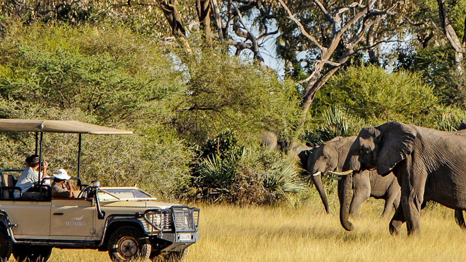 A golden-hour game drive in the African bush — planning well is the difference between a good safari and a perfect one