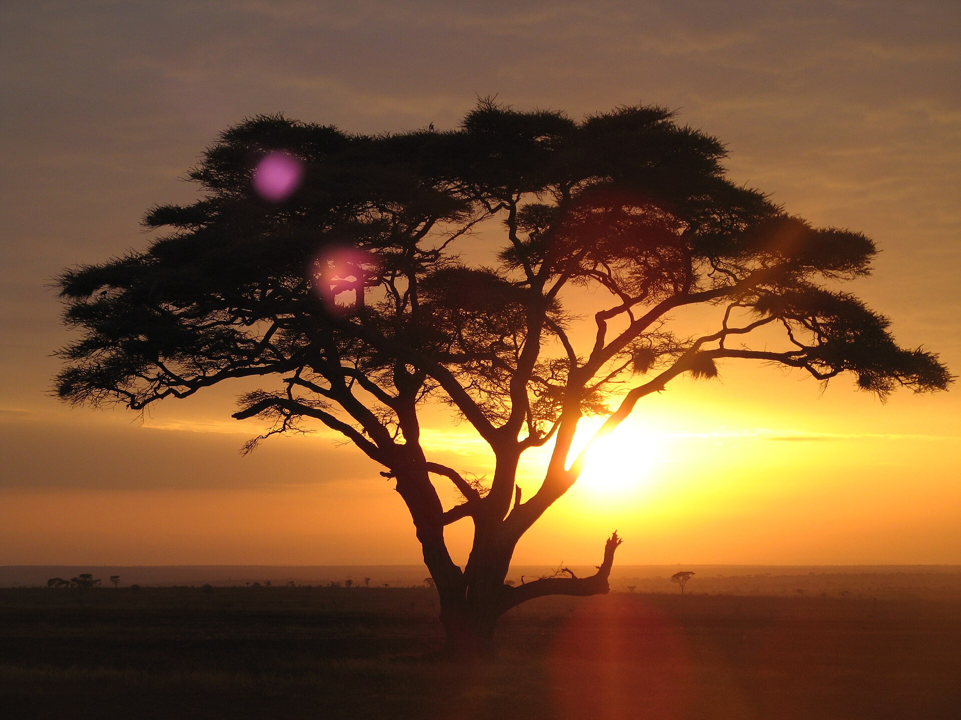 A lone acacia tree at golden hour on the African savanna — Beyond Africa Safari Report 2026