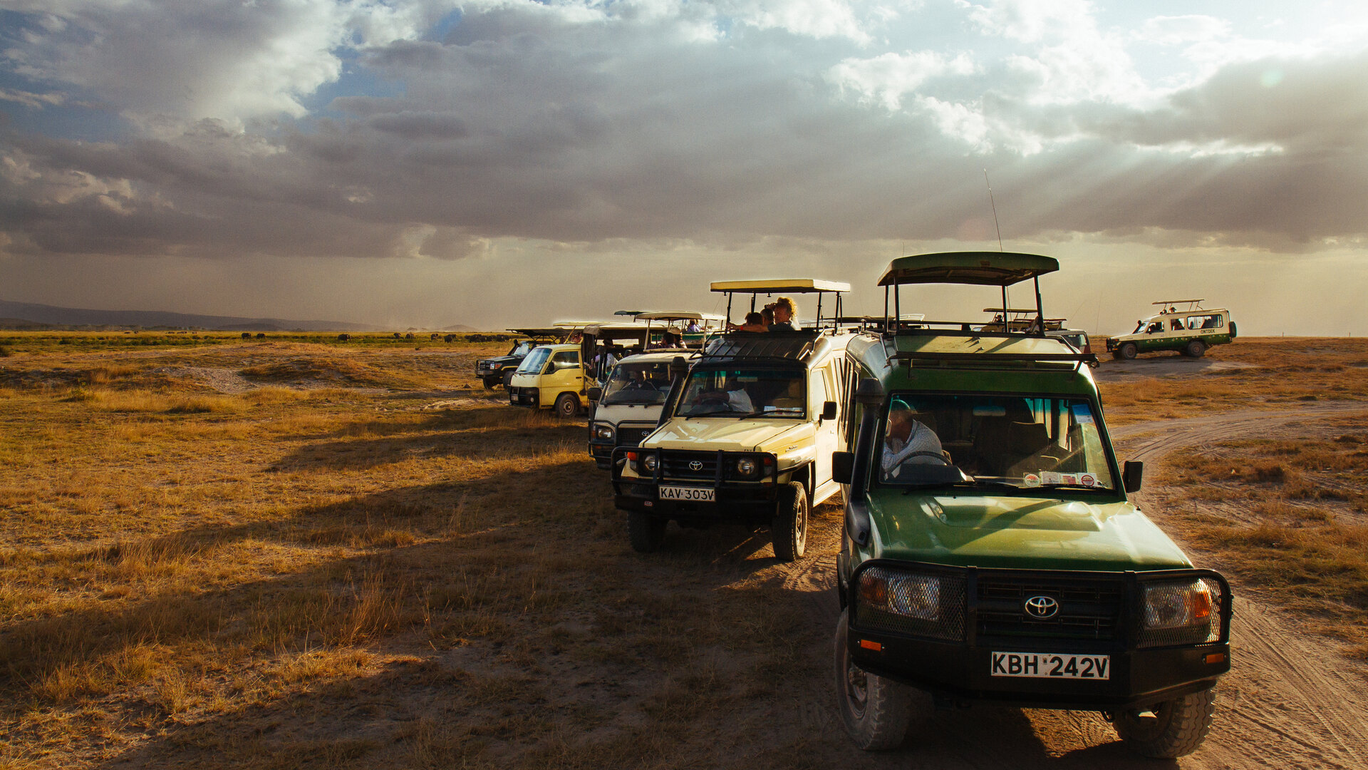 A convoy of open safari game viewers on a golden plain at sunset