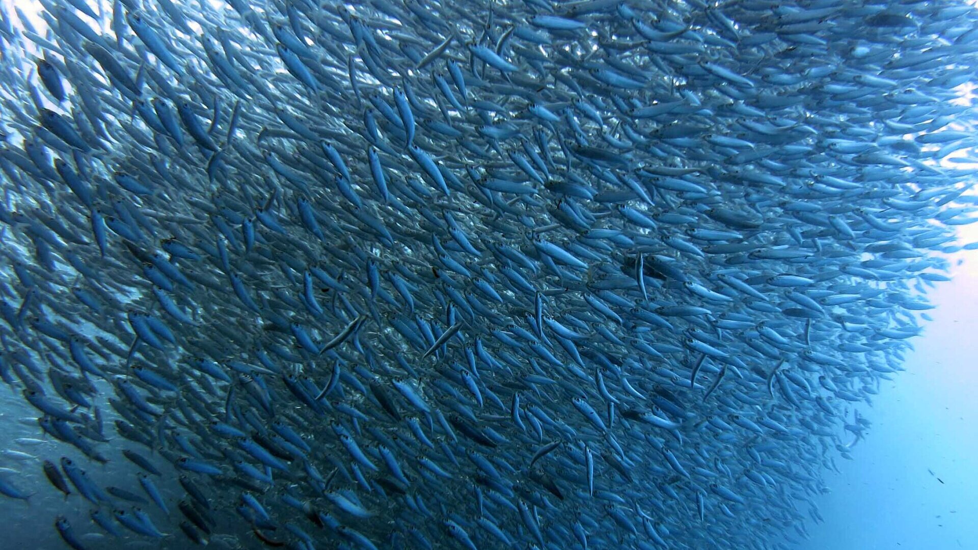 A swirling sardine bait ball underwater — the Greatest Shoal on Earth during South Africa's annual Sardine Run