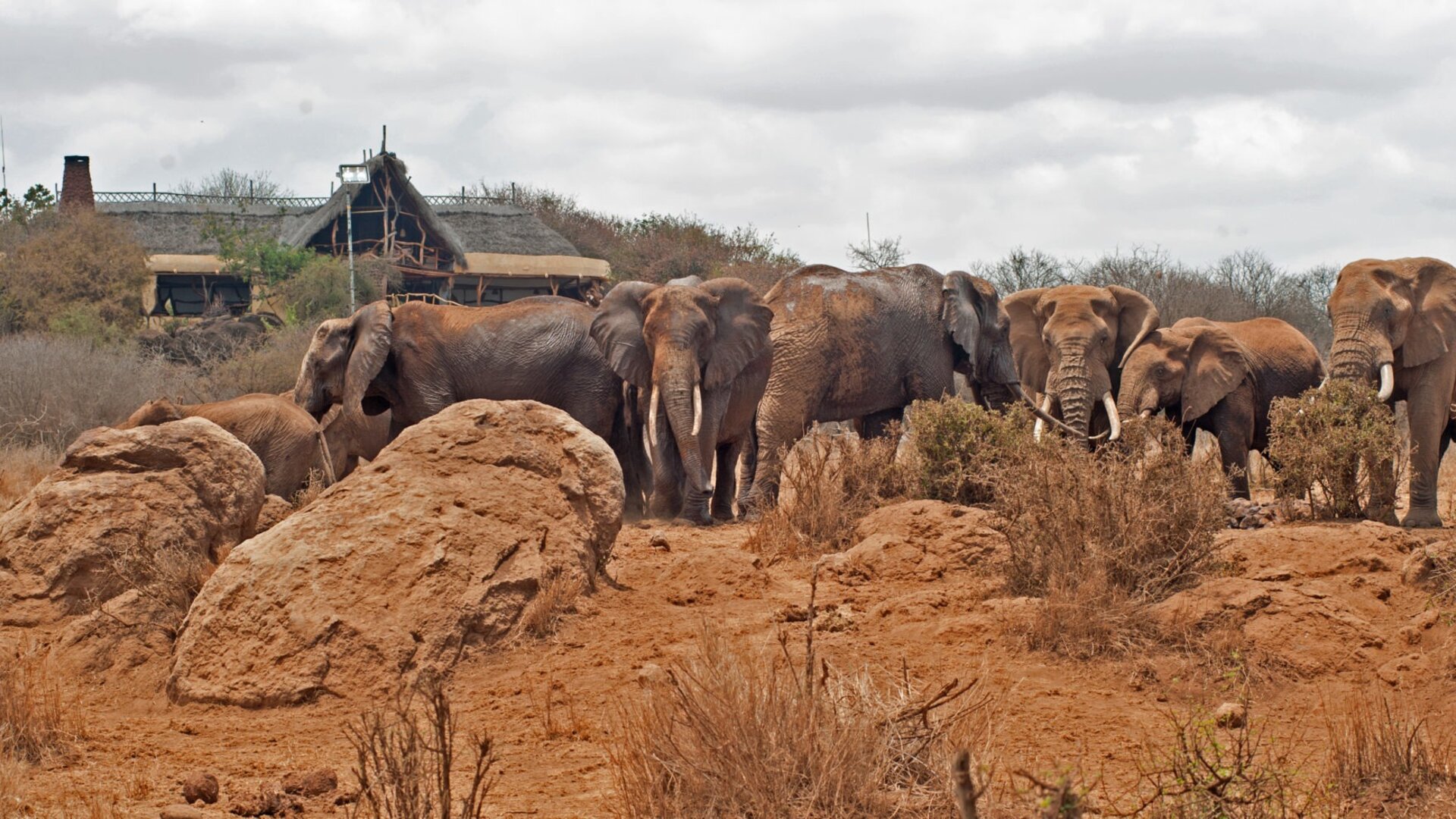 Elephant herd beneath Mount Kilimanjaro near Satao Elerai Camp — Amboseli, Kenya