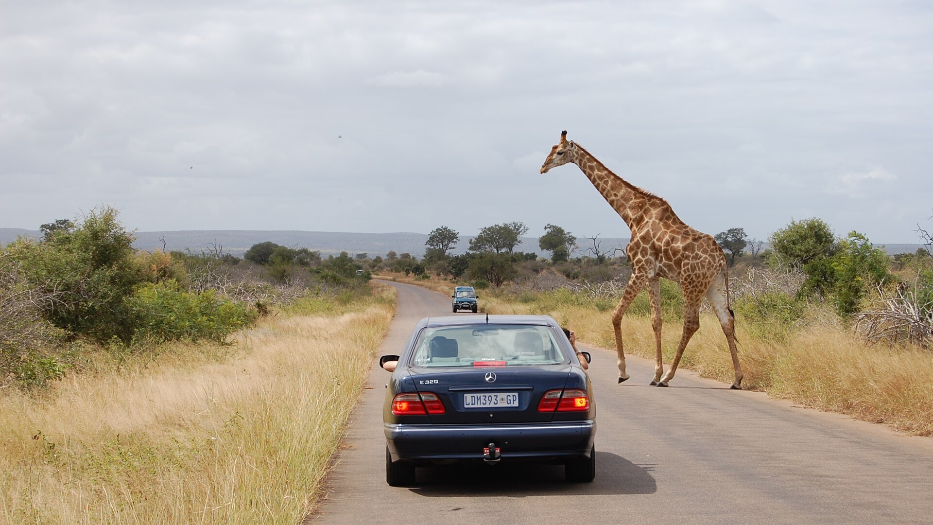 A vehicle on a bush road at sunrise as elephants cross ahead on a self-drive safari in Africa