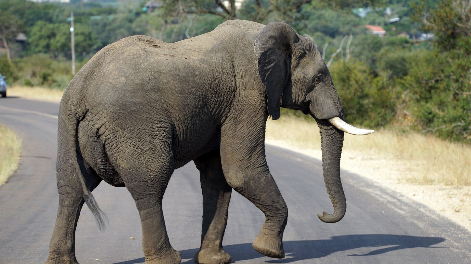 A road running through the bushveld of the Kruger National Park at golden hour