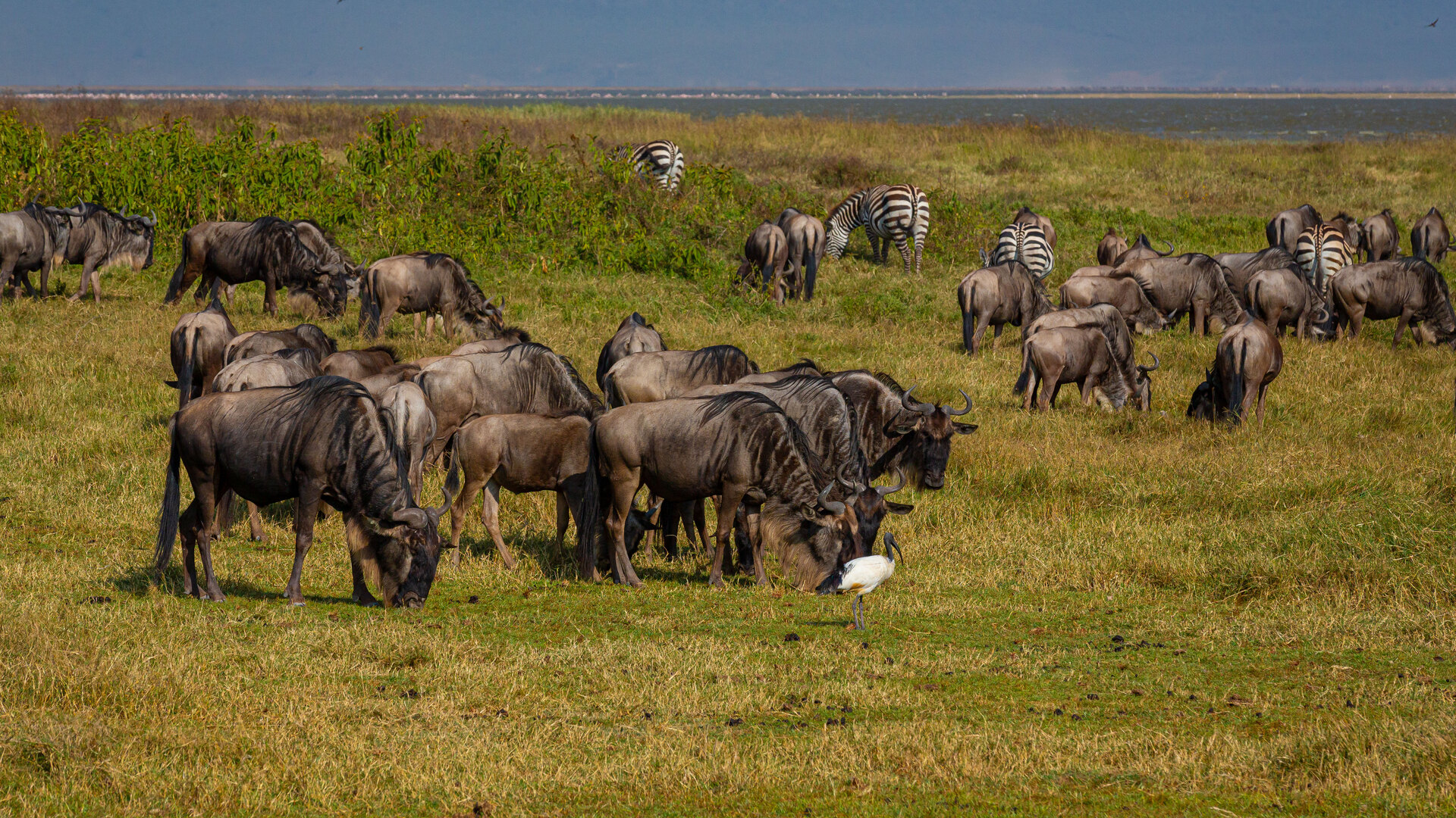 Great herds of wildebeest with newborn calves on the green southern Serengeti plains