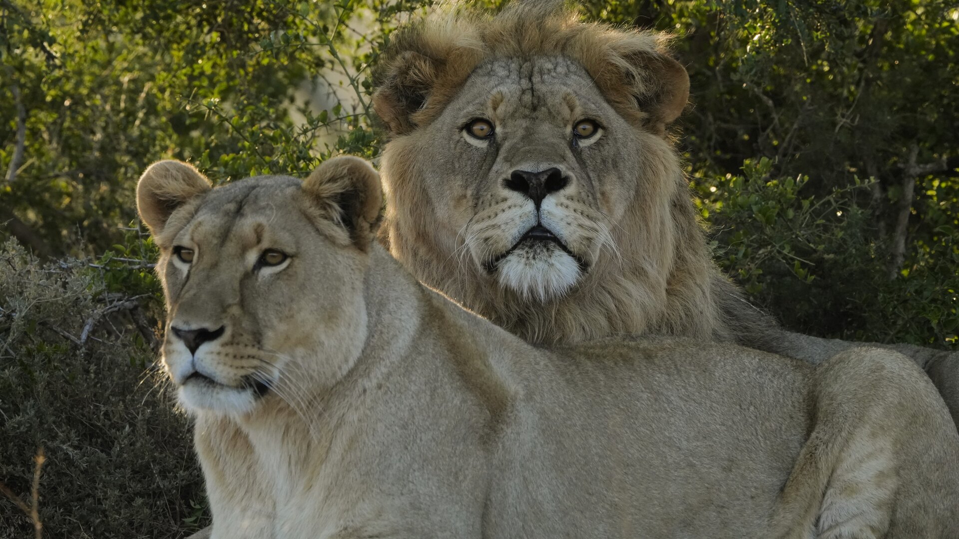 A pair of lions at rest in the golden bushveld of Shamwari Private Game Reserve in the Eastern Cape