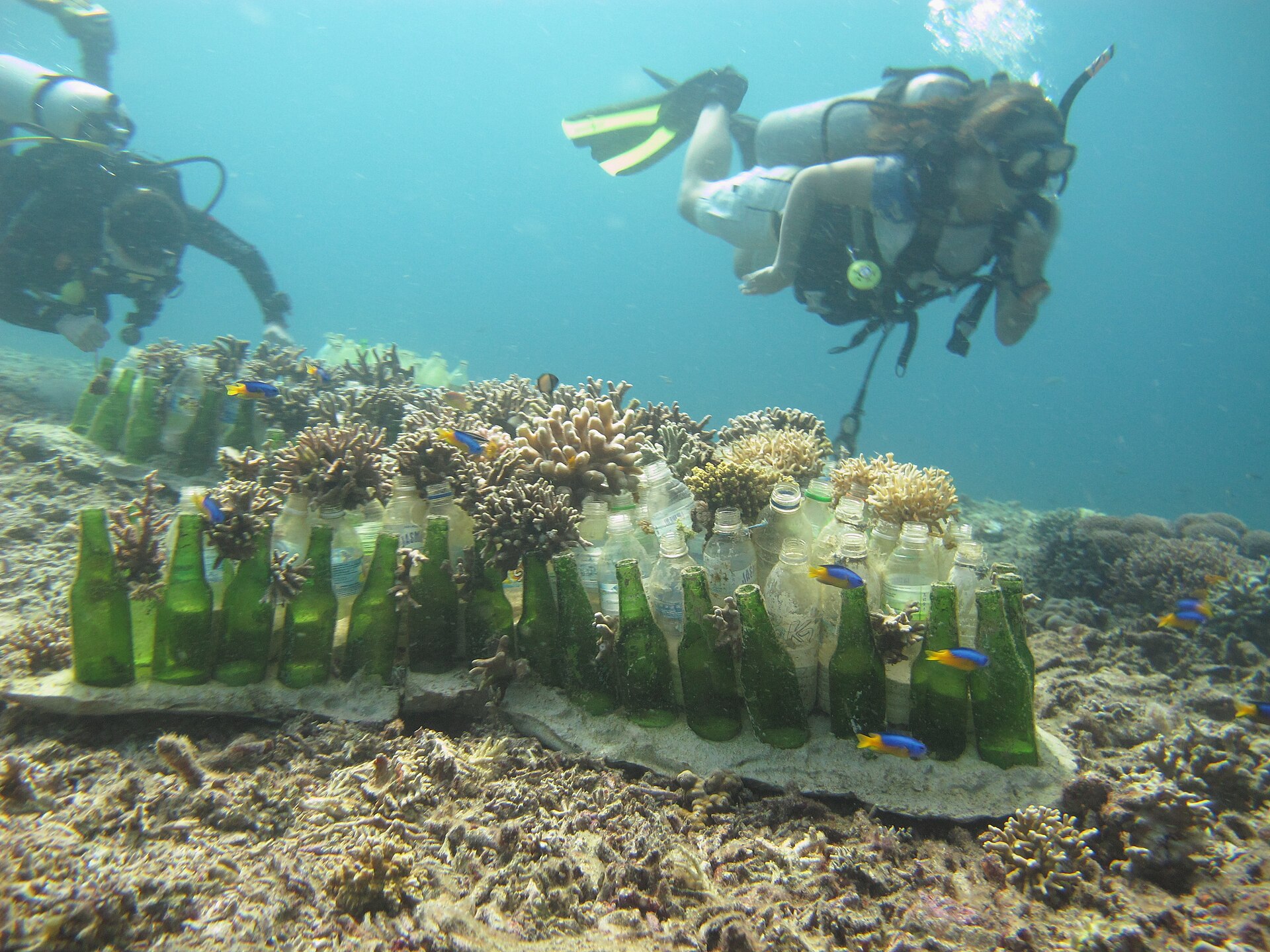A diver descending over a vibrant coral reef in the warm water off Sodwana Bay, KwaZulu-Natal