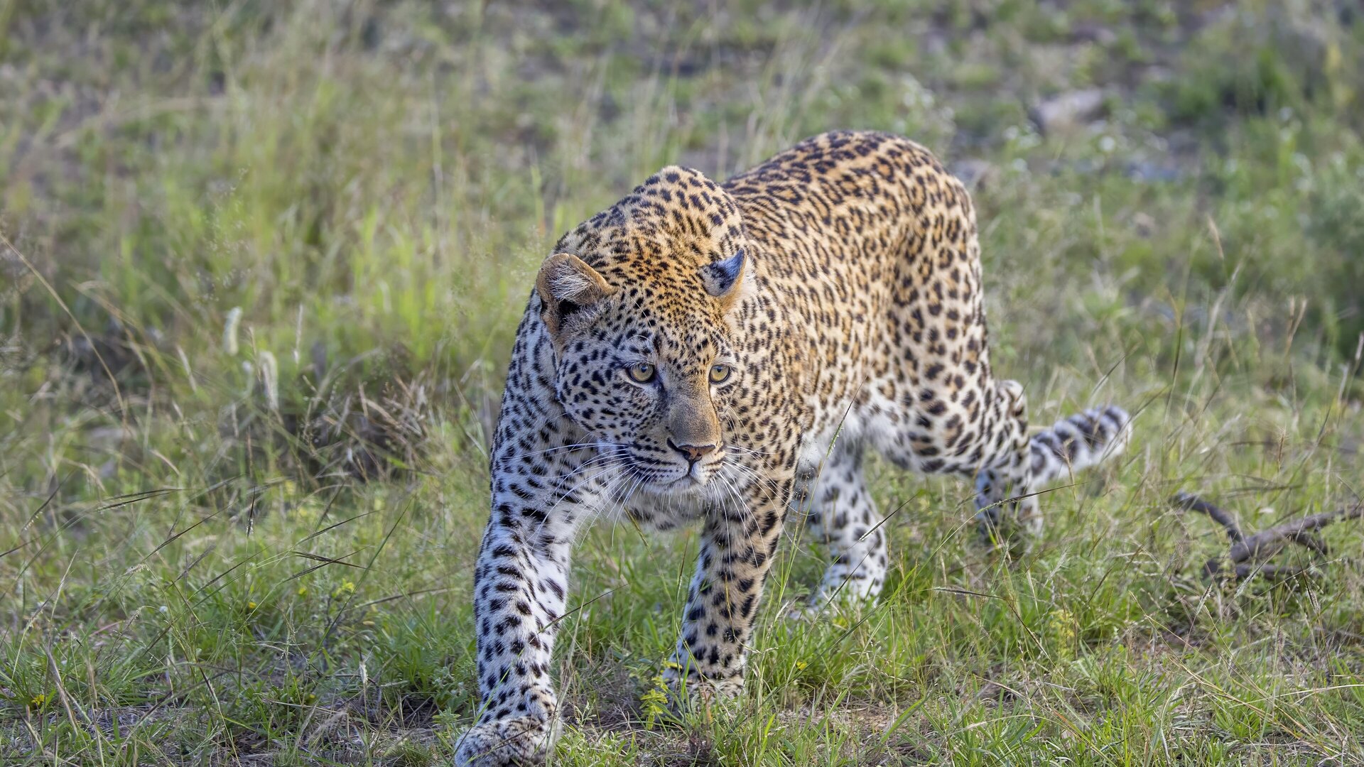 A leopard walking through green grass in Kruger National Park at eye level, the kind of quiet sighting a solo traveller can have entirely to themselves