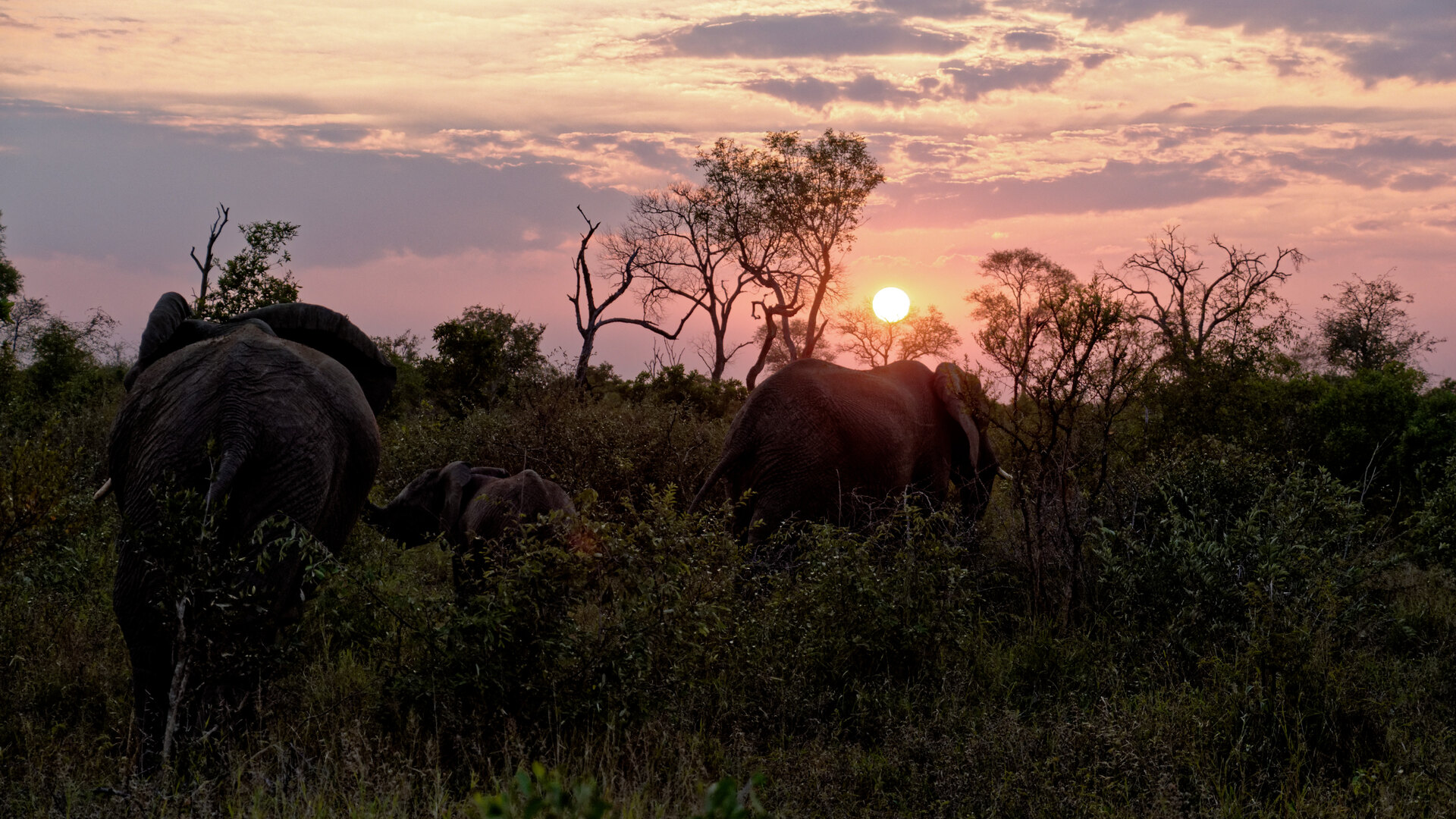 South Africa safari packages — an open safari vehicle and guests at a golden-hour Big Five sighting in the bushveld