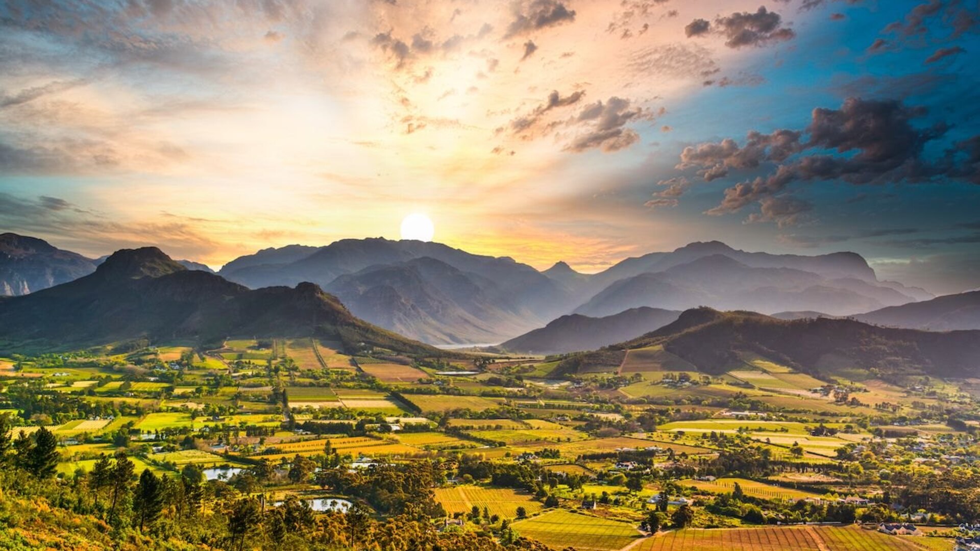Sweeping vineyards rolling toward mountain ranges across a South African wine region at golden hour