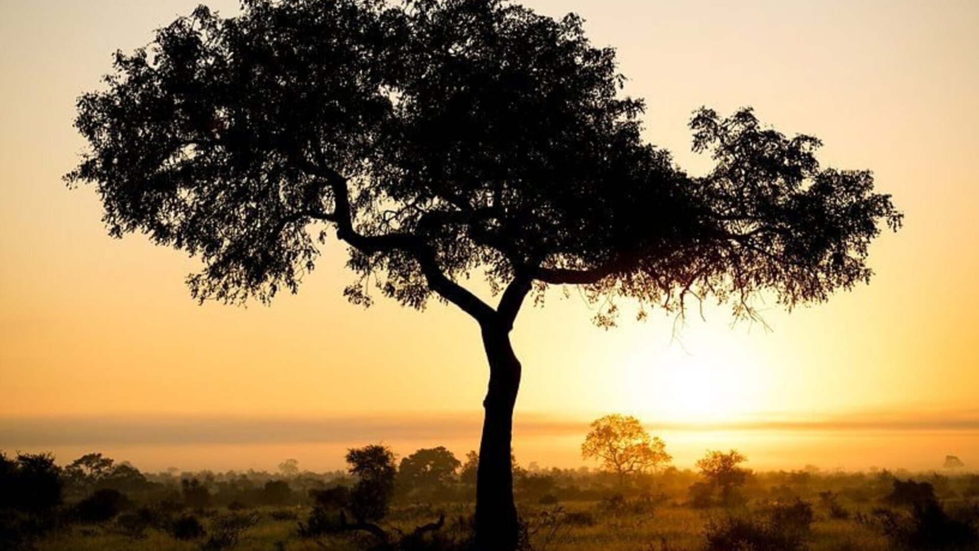 Golden-hour game drive across the savanna in one of South Africa's national parks and game reserves