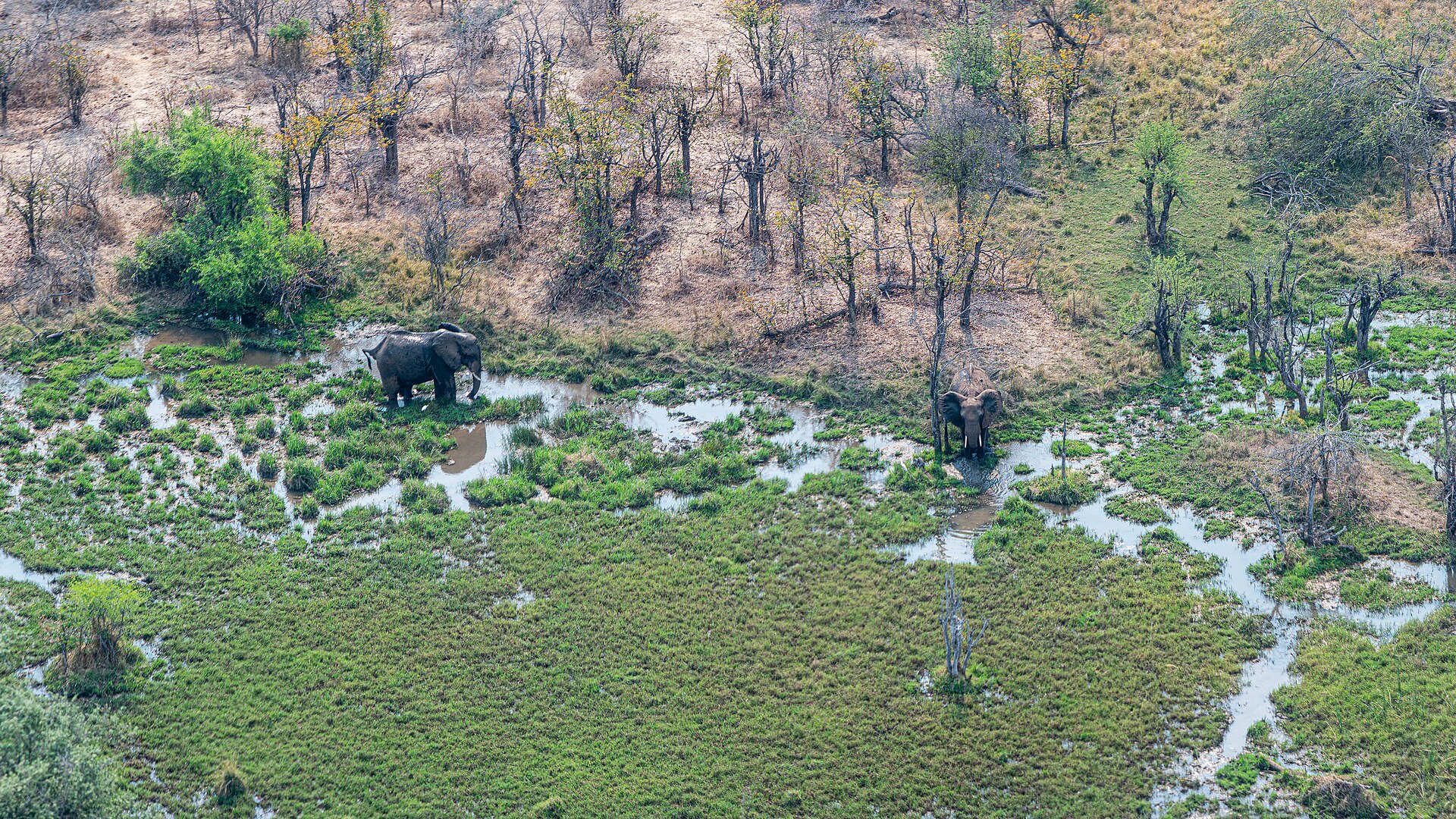 A white rhino grazing in the Victoria Falls Private Game Reserve, home of the Stanley & Livingstone Boutique Hotel, at golden hour