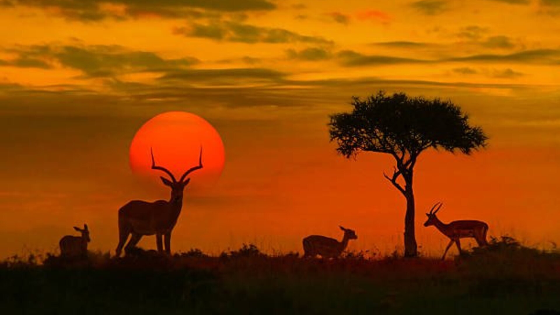 A pristine African wilderness landscape with wildlife under a wide sky