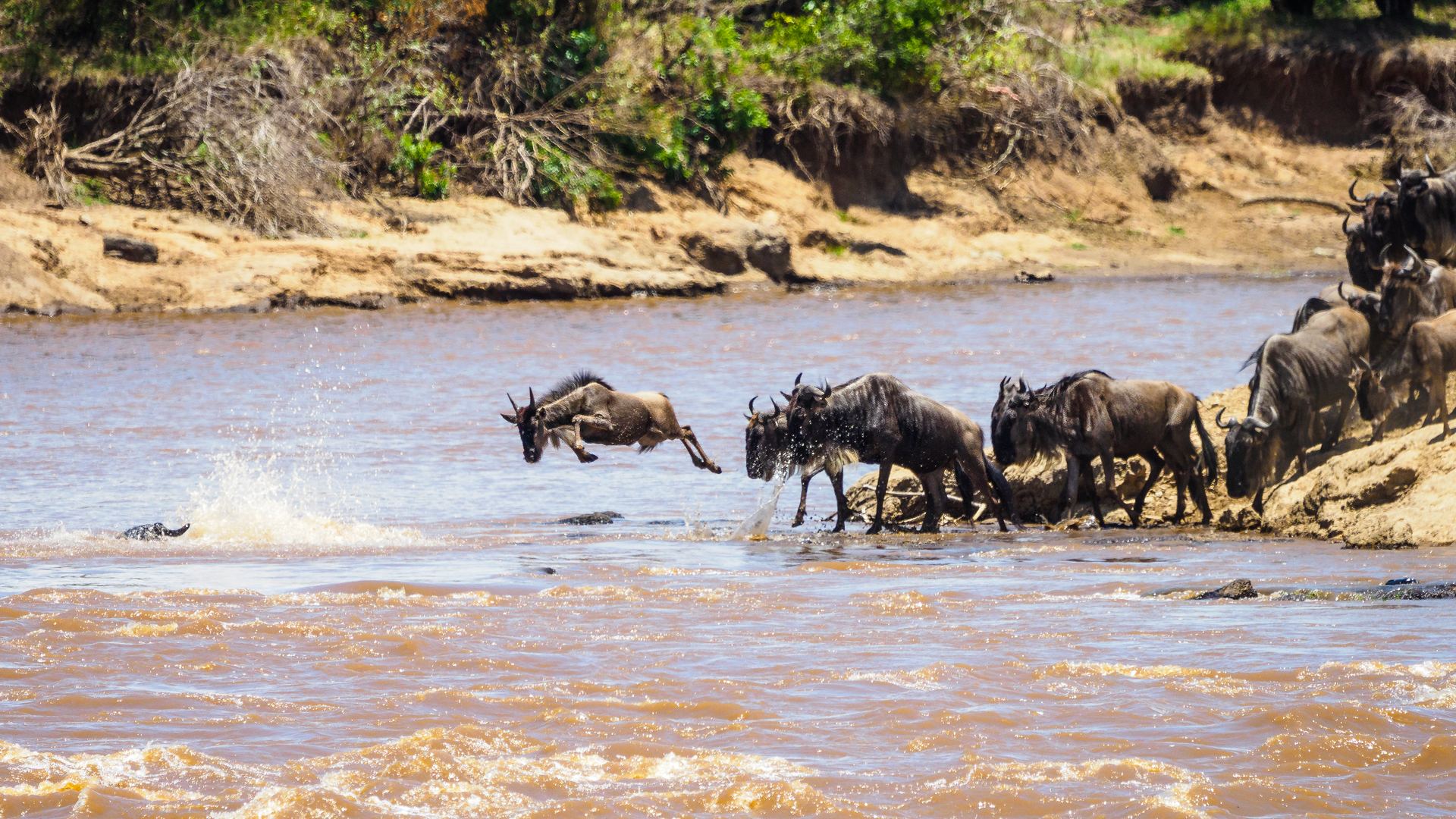 Great Migration wildebeest herds crossing the Serengeti plains beneath an acacia sky — Top 10 Best Tanzania safari packages 2026 and 2027