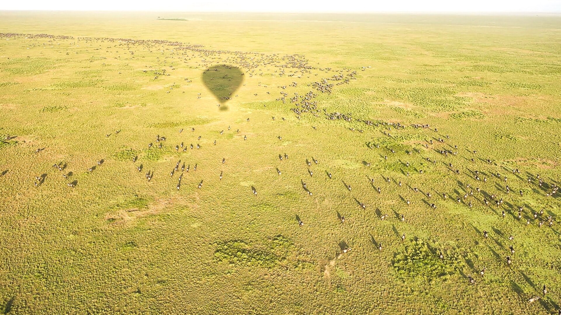 A hot-air balloon shadow drifting over the Great Migration herds on the Serengeti plains, Tanzania