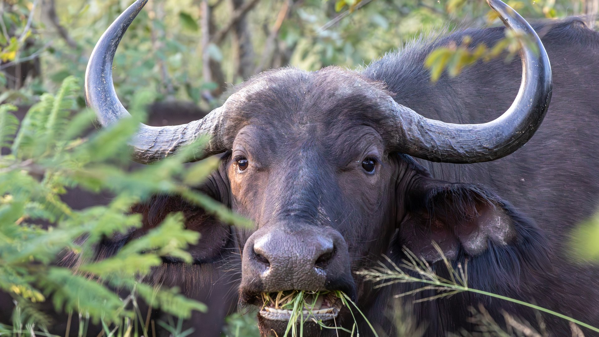 A Cape buffalo grazing in the Tanzanian bush, the kind of wildlife you will photograph on safari