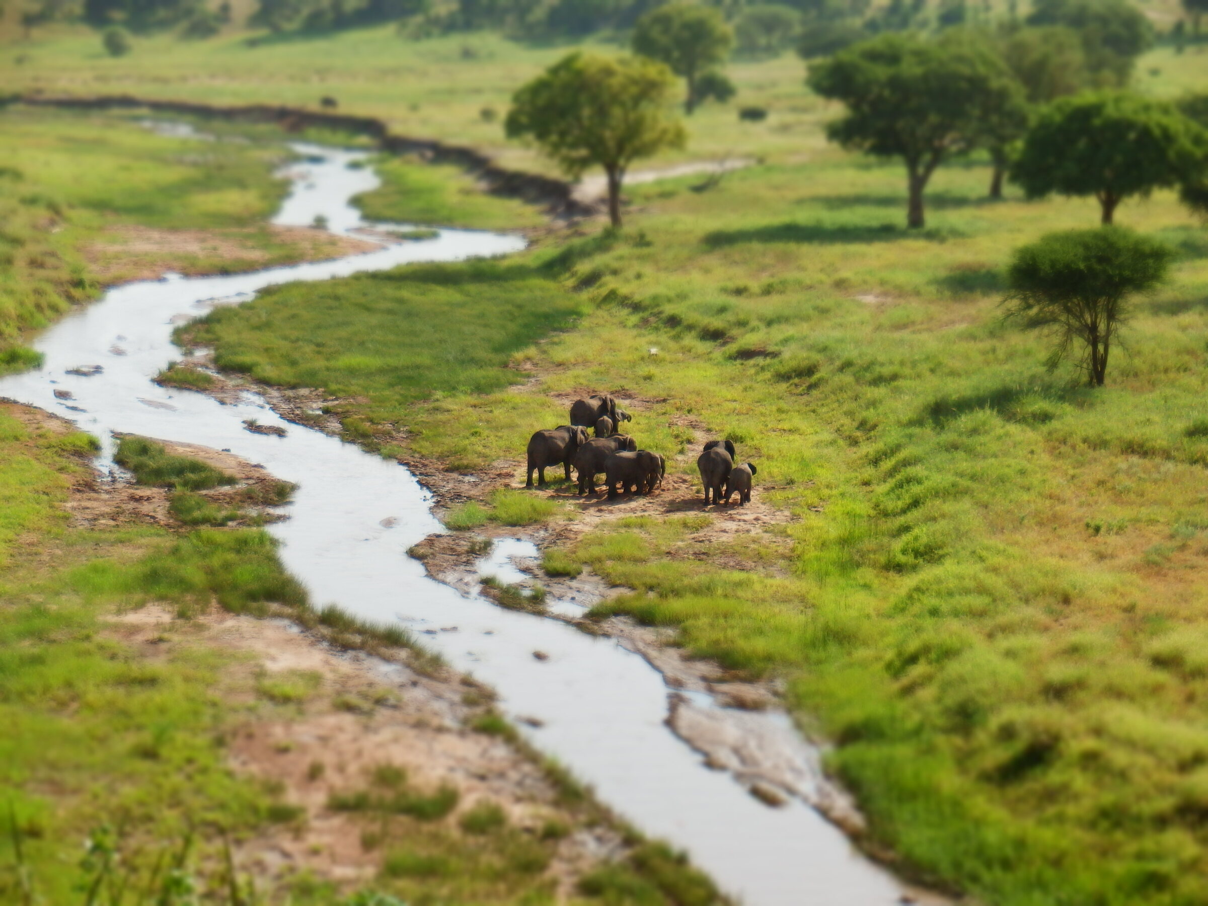 Tarangire Safari Packages 2026 | Prices, Itineraries & Best Elephant Trips