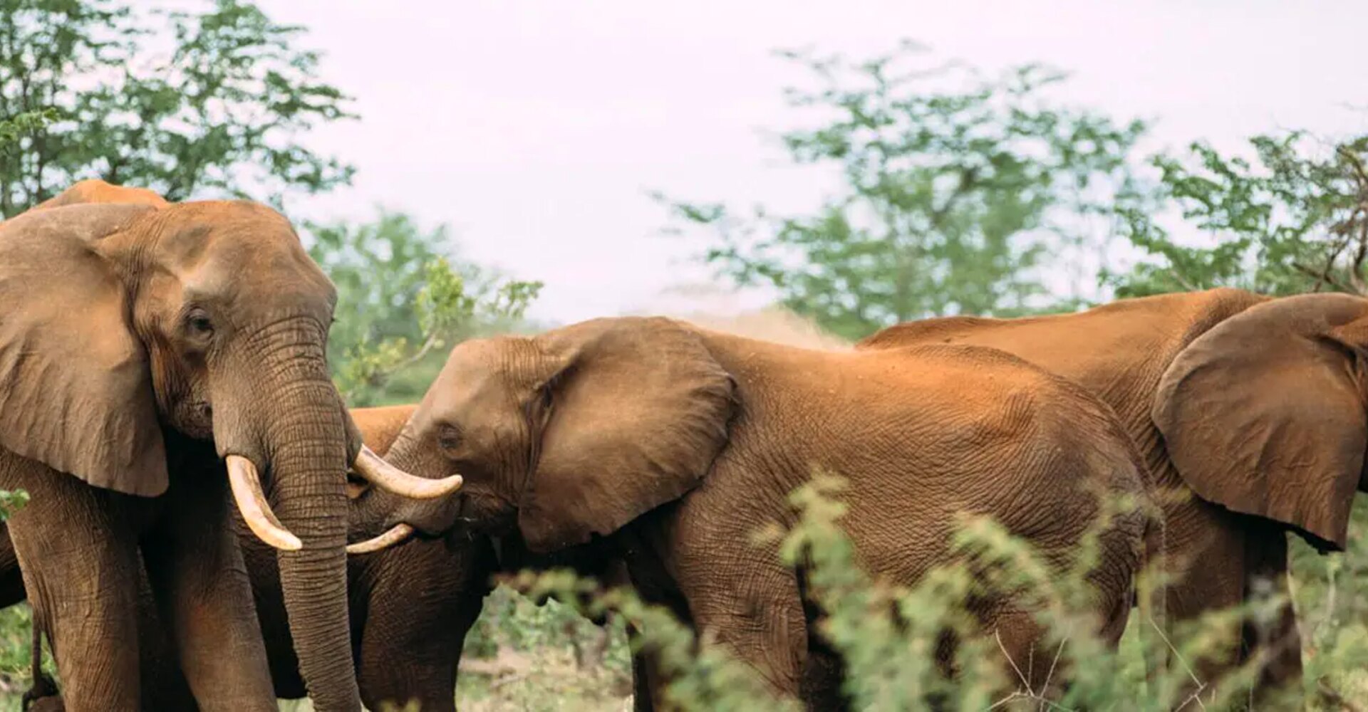 Luxury tented suite on the Batoka Gorge edge at The Elephant Camp, Victoria Falls