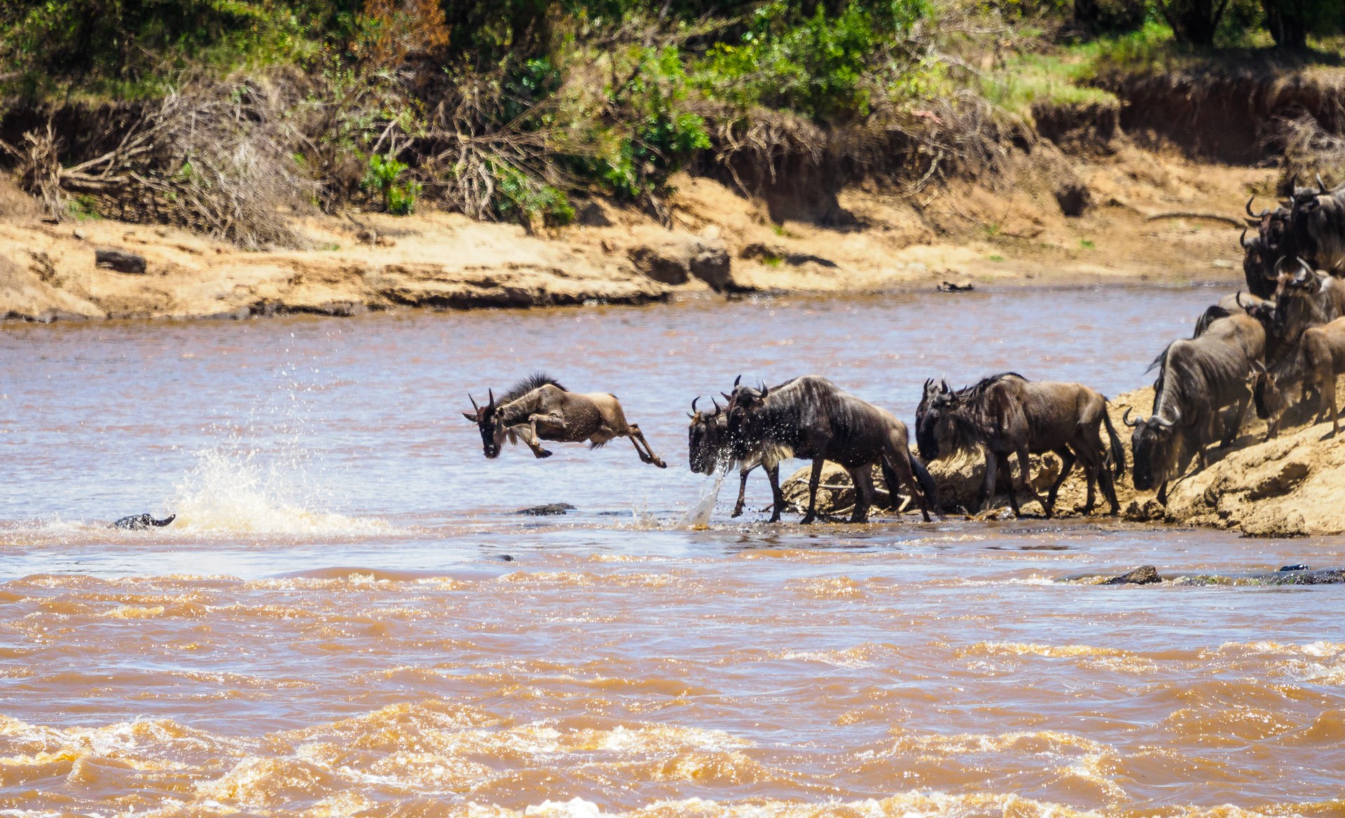 Wildebeest leaping into the Mara River during a dramatic Great Migration crossing, surrounded by surging water and the watching herds on the far bank