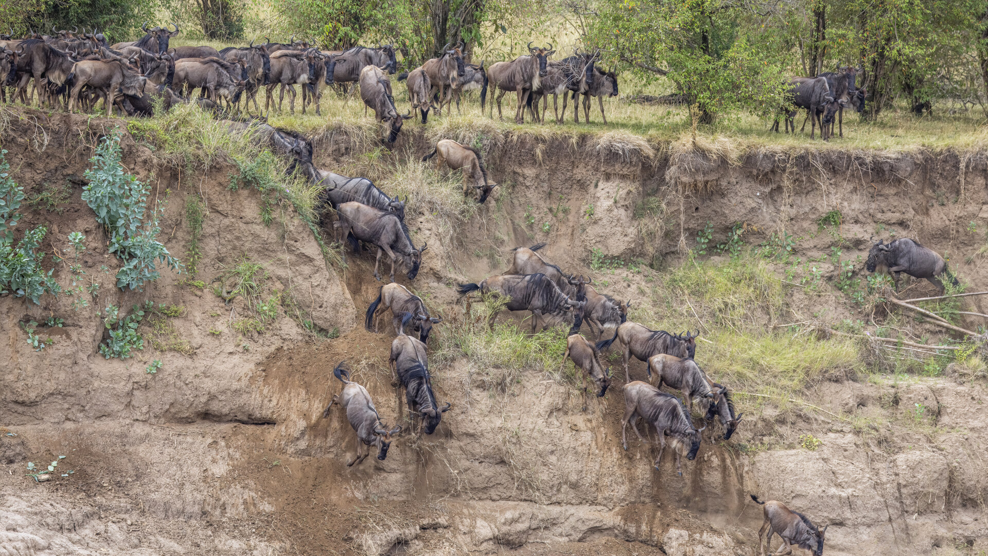 Wildebeest crossing the Mara River during the Great Migration in Kenya's Masai Mara