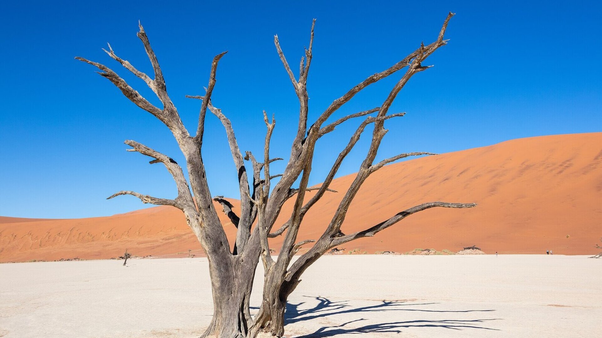 Ancient camel-thorn trees on the white clay pan of Deadvlei with red dunes behind, Namibia